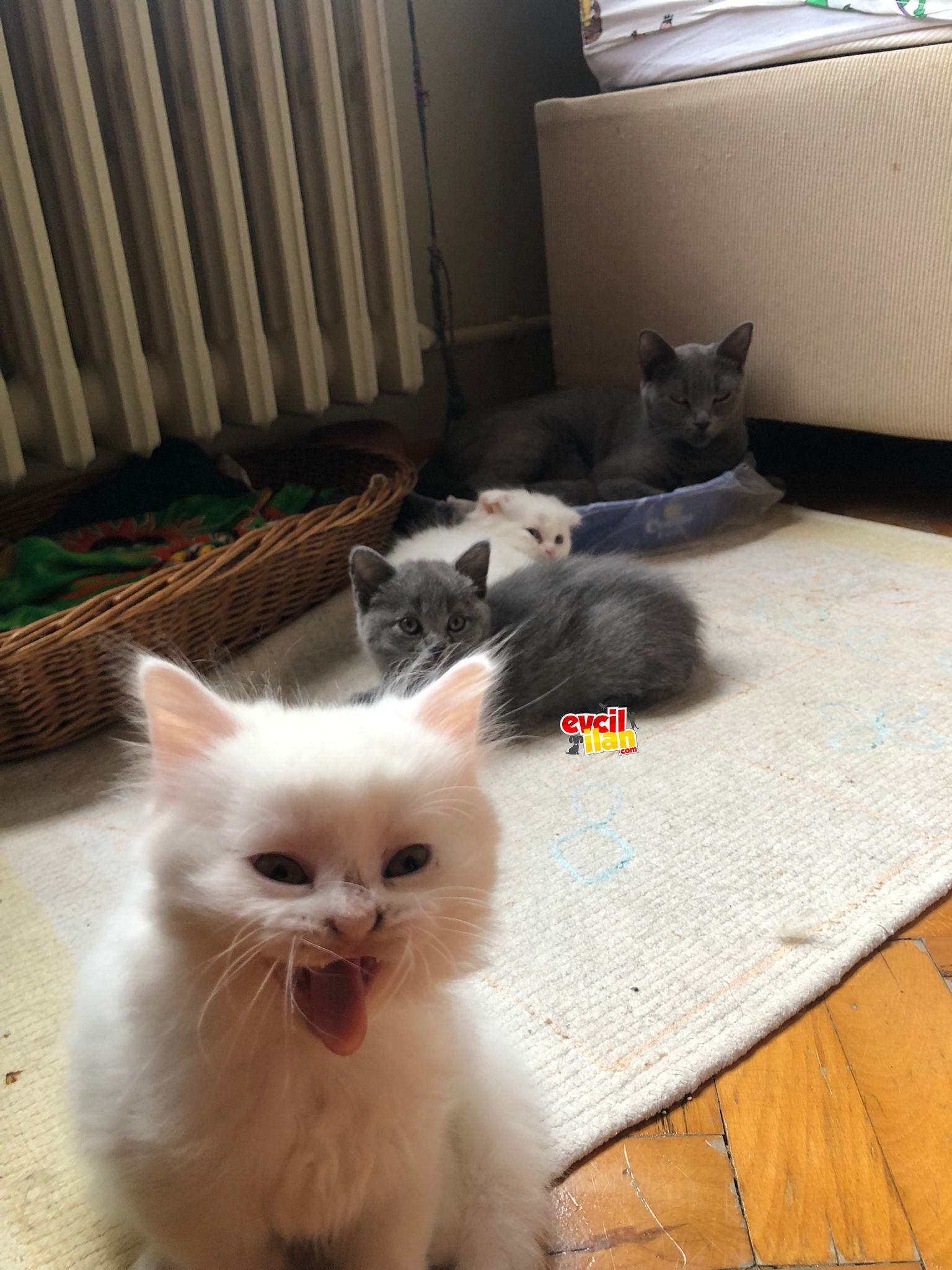 İNCİ GİBİ ÇOCUKLAR