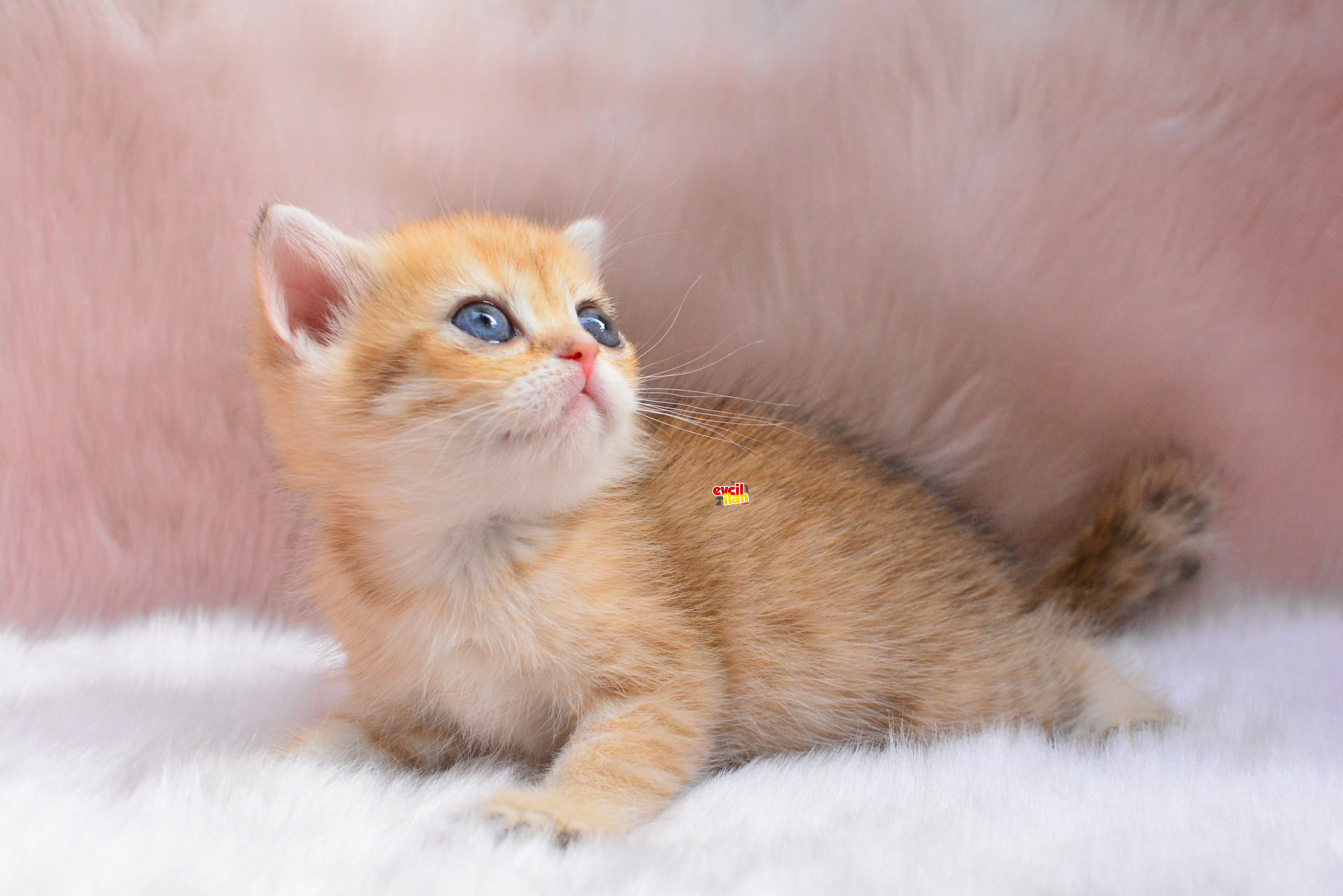 İNCİ TANEMİZ GOLDEN BRITISH SHORTHAIR