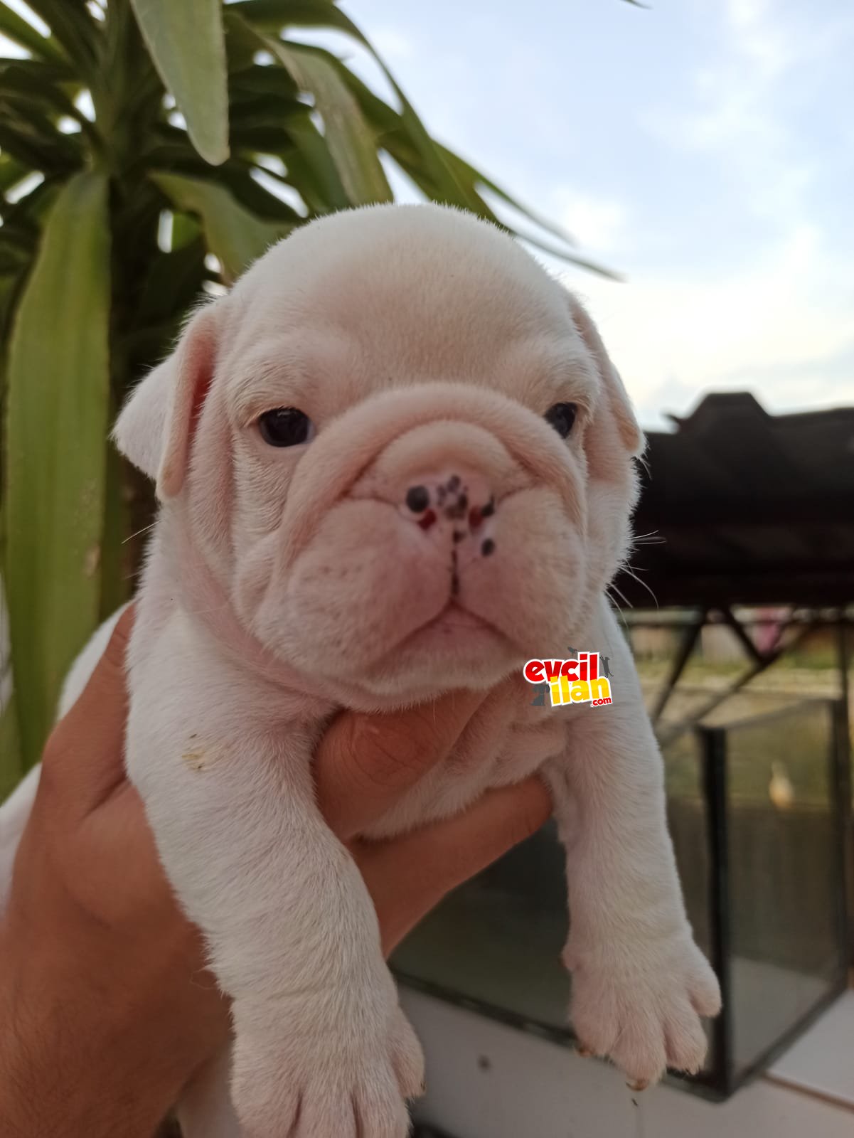 İngiliz bulldog yavruları 