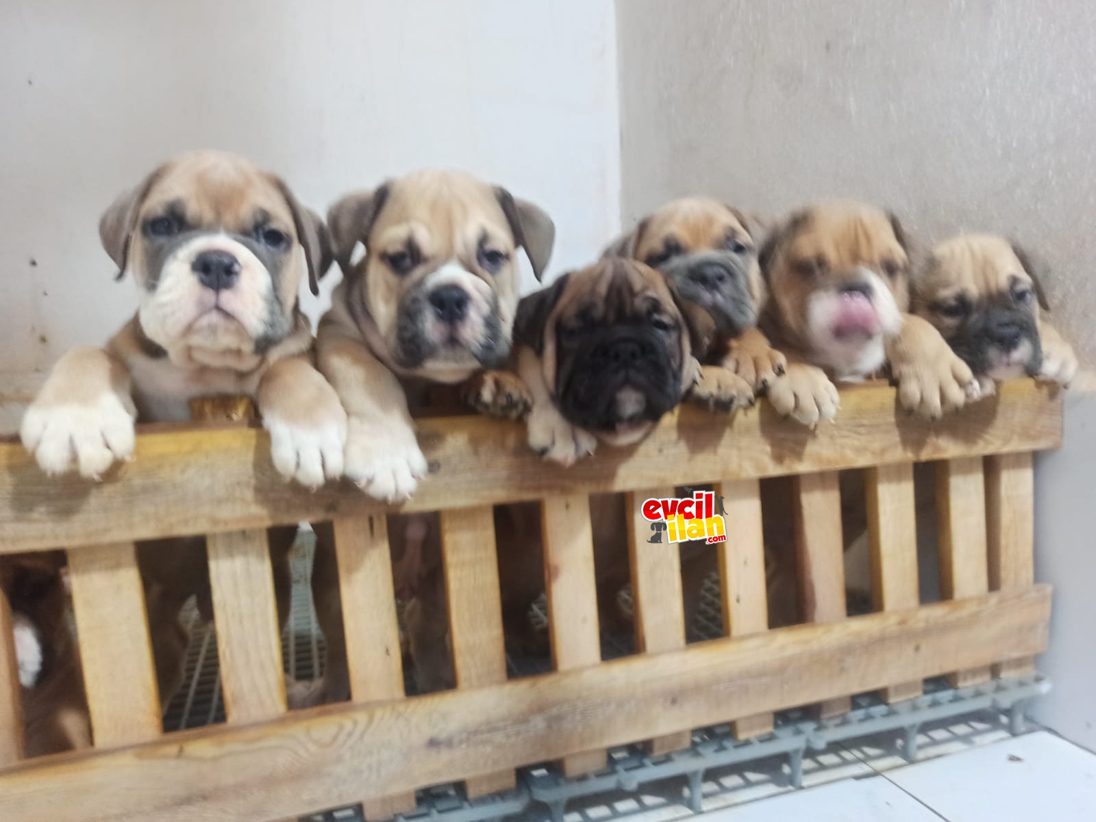 ingiliz bulldog yavrularımız. 