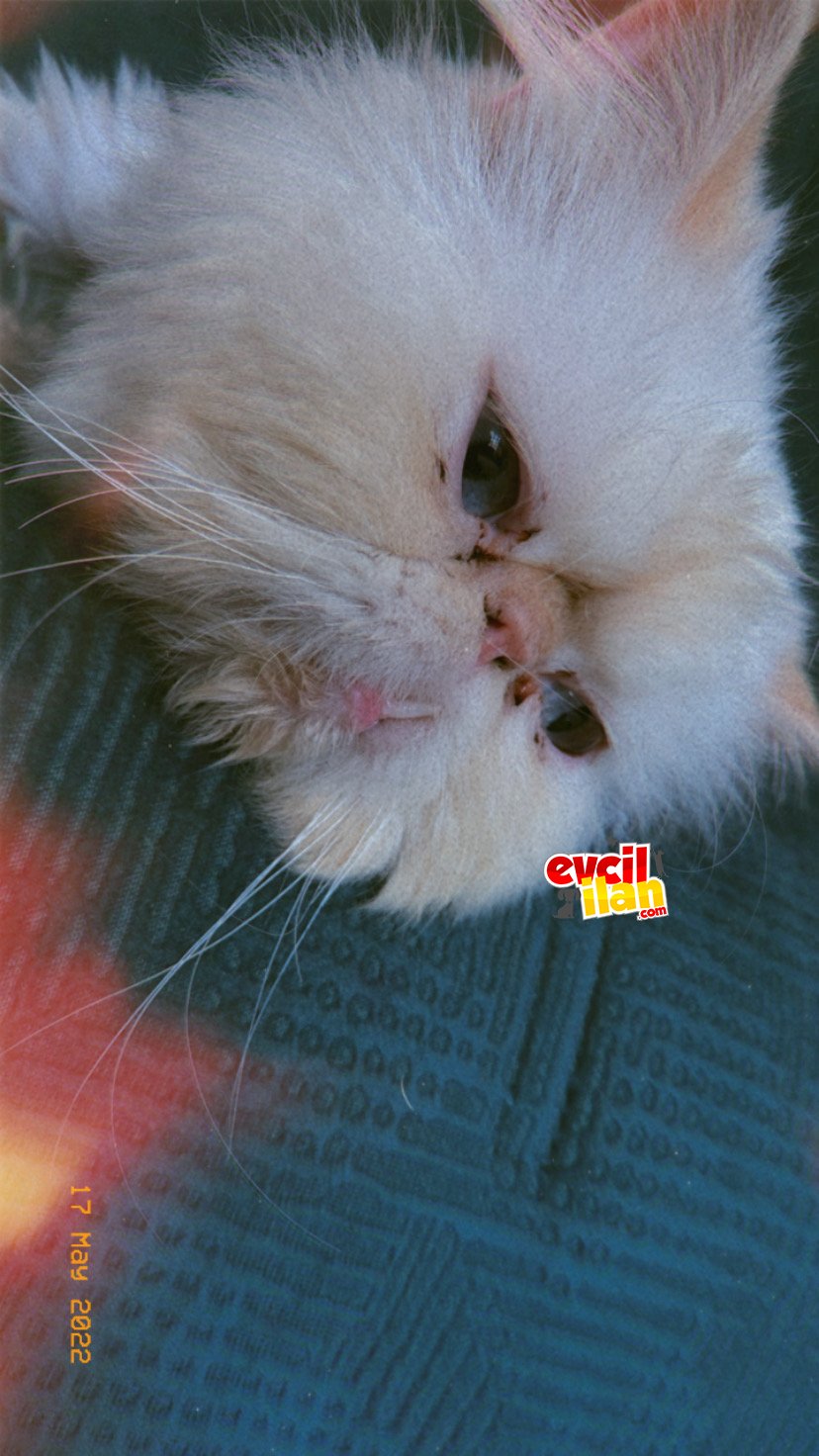 İRAN EXOTİC OĞLUM YENİ YUVASINI ARIYOR????