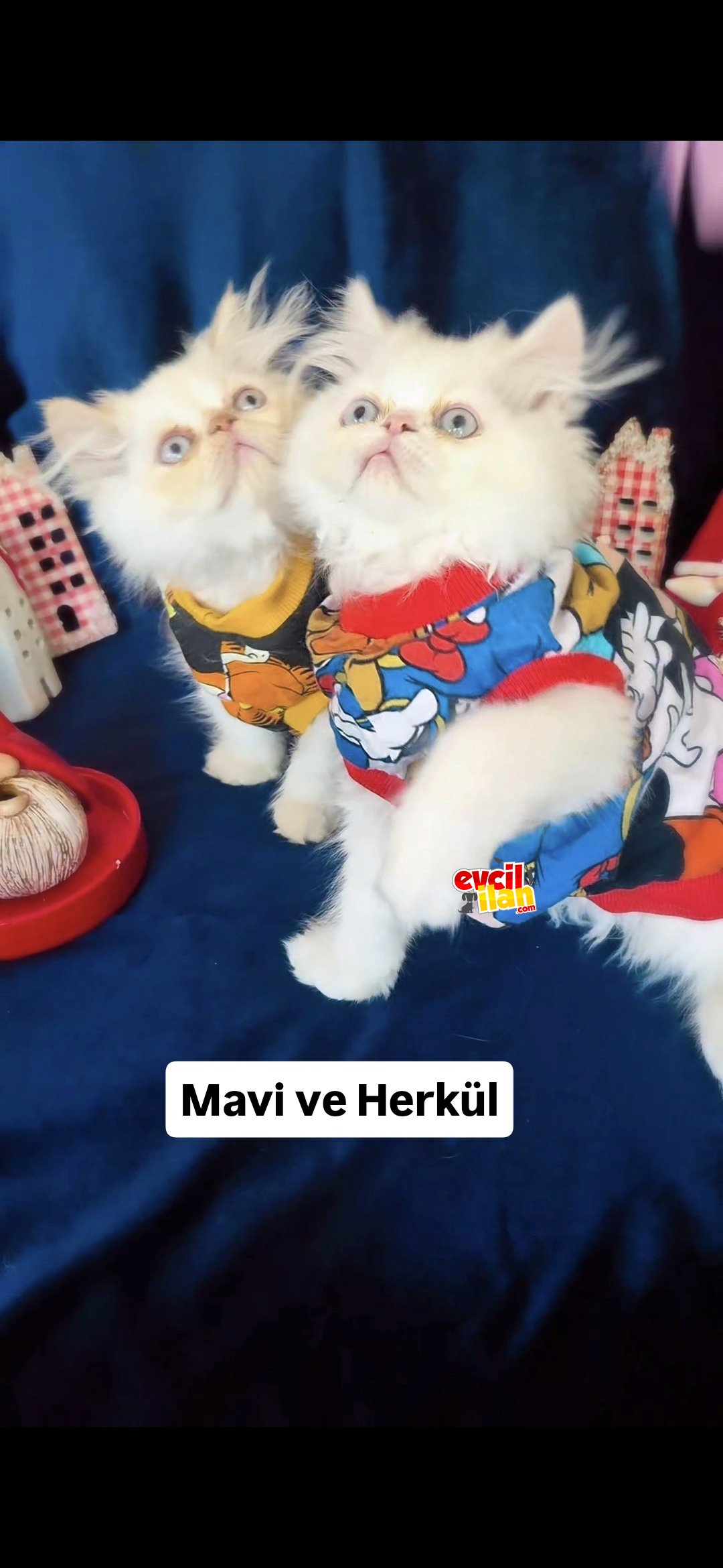 İran Kedileri En Güzel ,En Safkan,En Çok Anne Sütü Emmiş