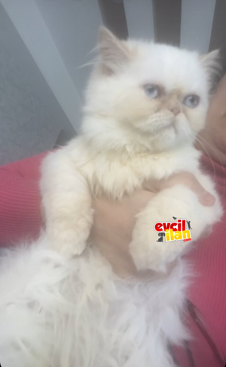 iran kedisi
