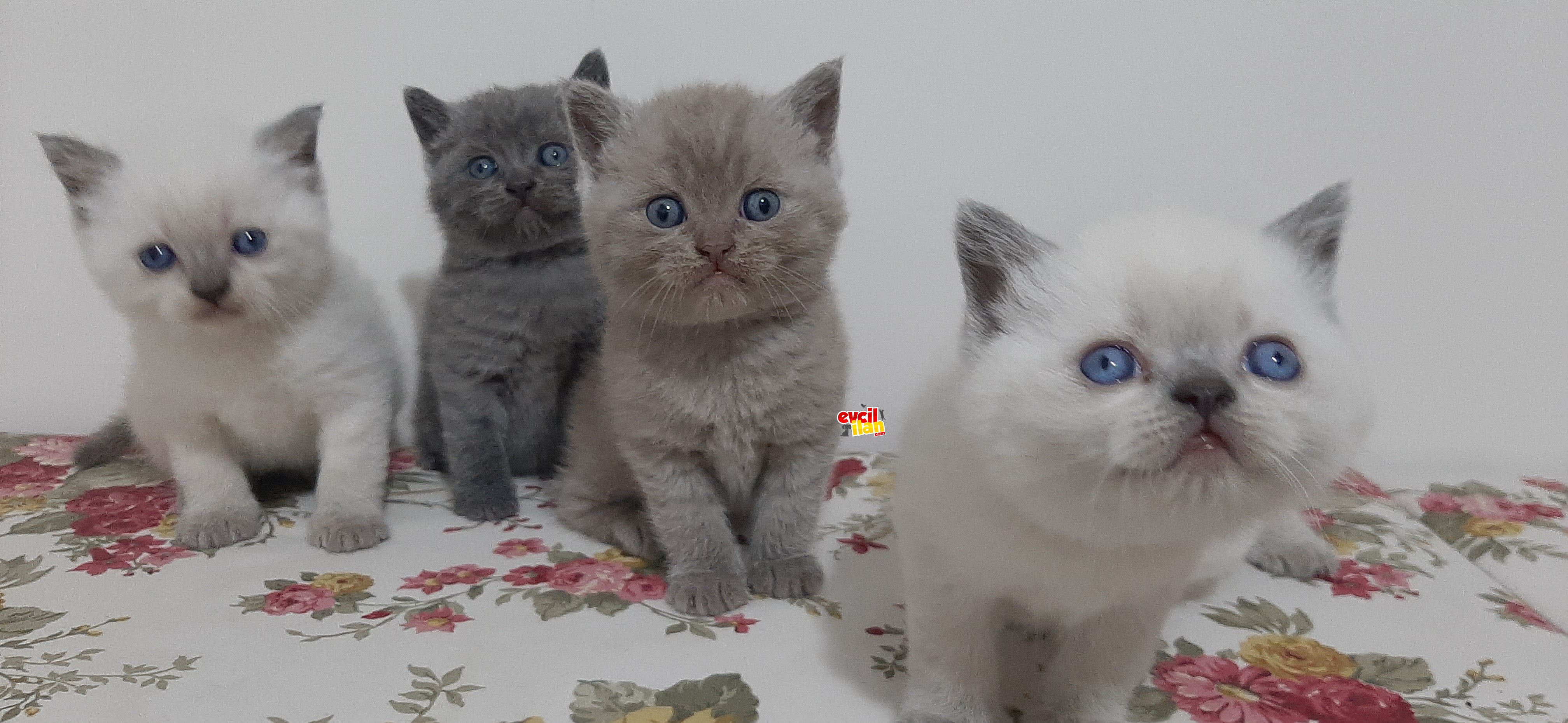 IRK GARANTİLİ EV ORTAMINDA DOĞMUŞ KEDİMİZİN YAVRULARI