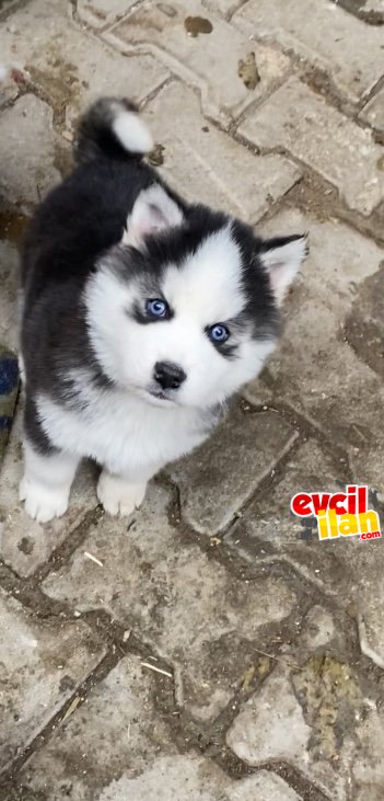 Irk Garantili Husky Yavrularımız