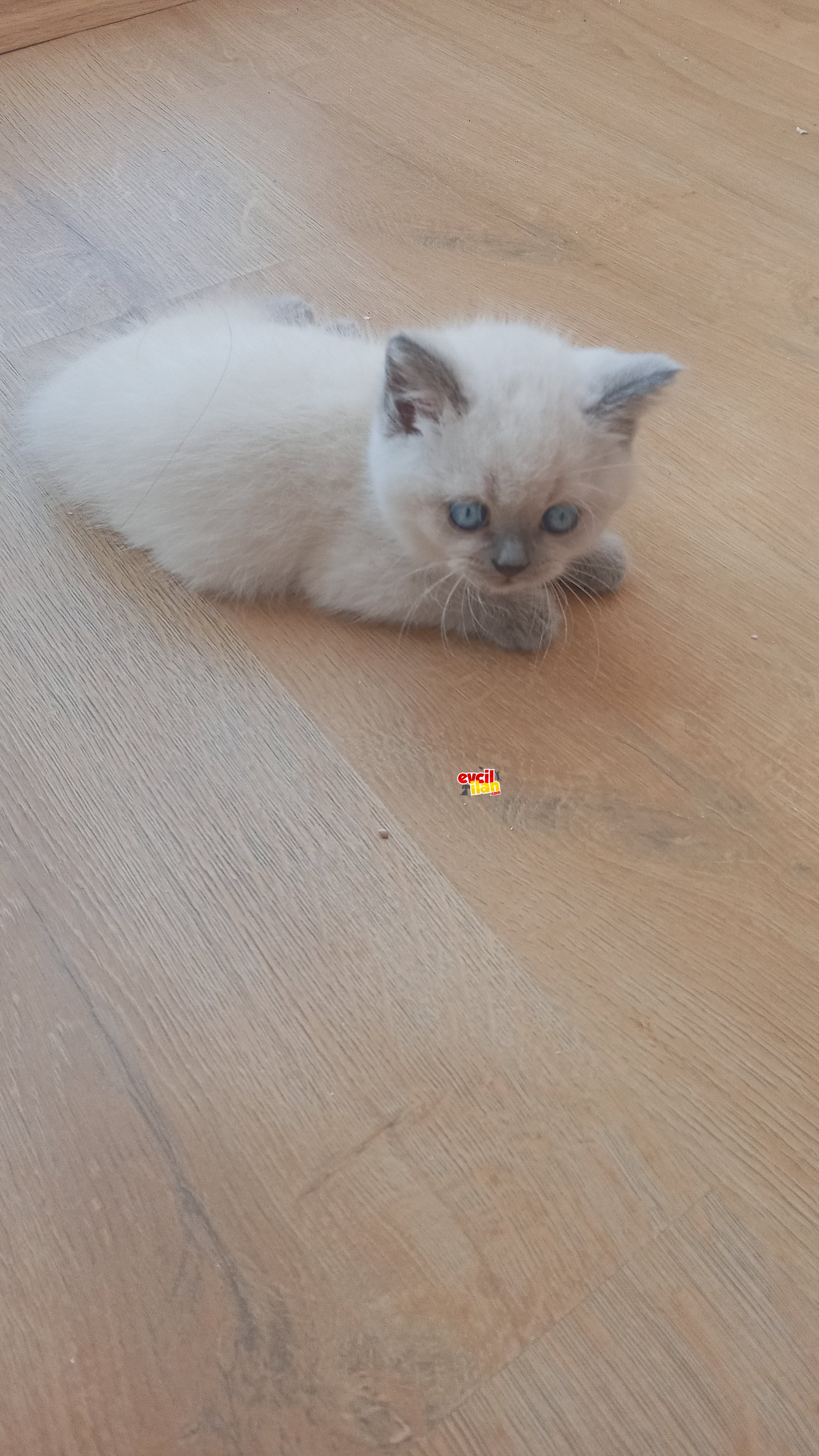 Irk garantili safkan british shorthair yavrular