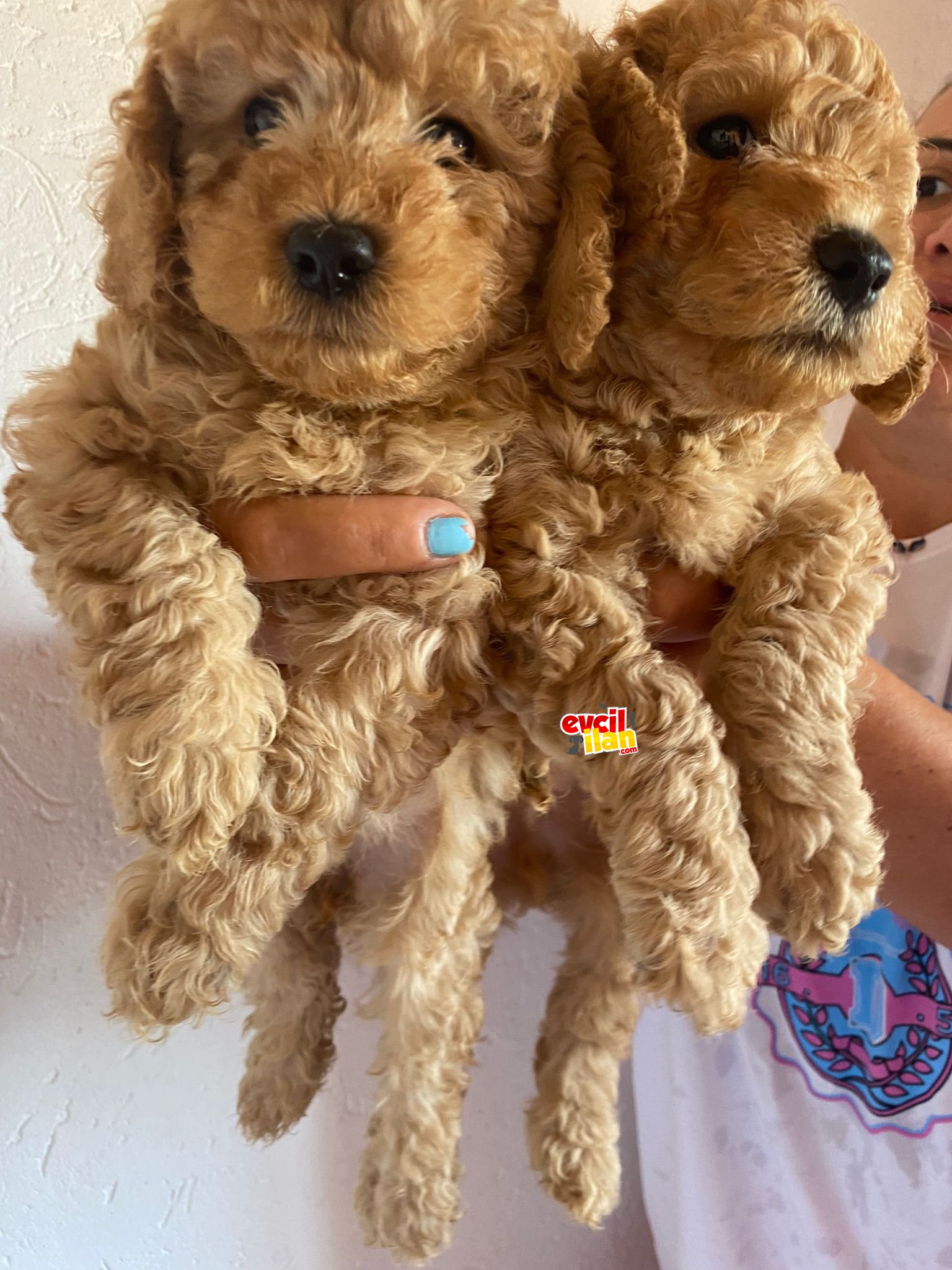 Irk garantili safkan toy poodle yavrularımız 