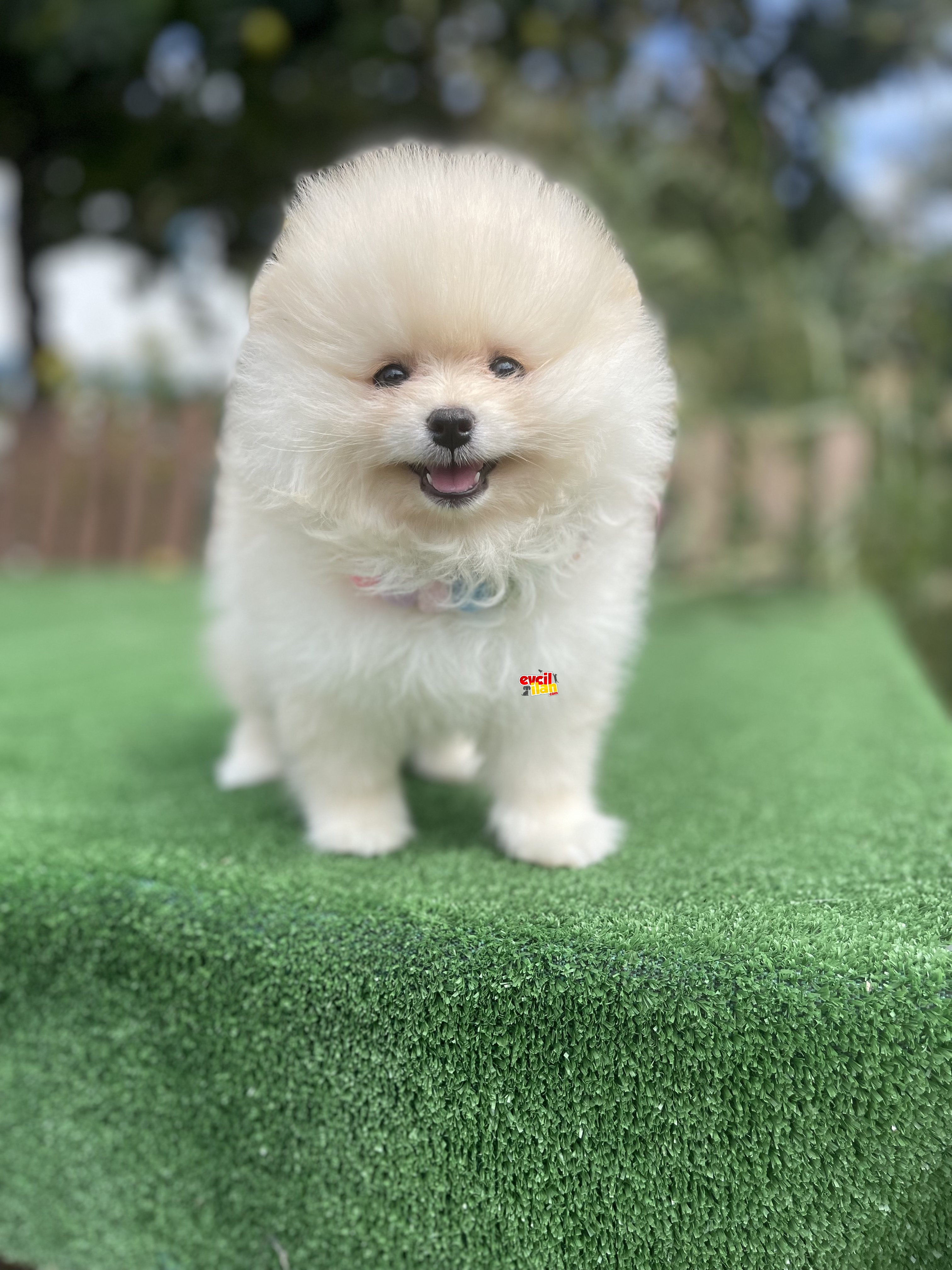 Irk Garantili Teddy Face Pomeranian Boo Yavrular