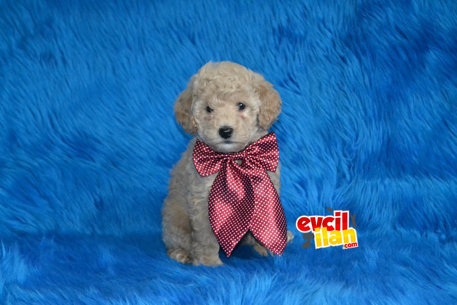 IRK GARANTİLİ TOY POODLE YAVRULAR