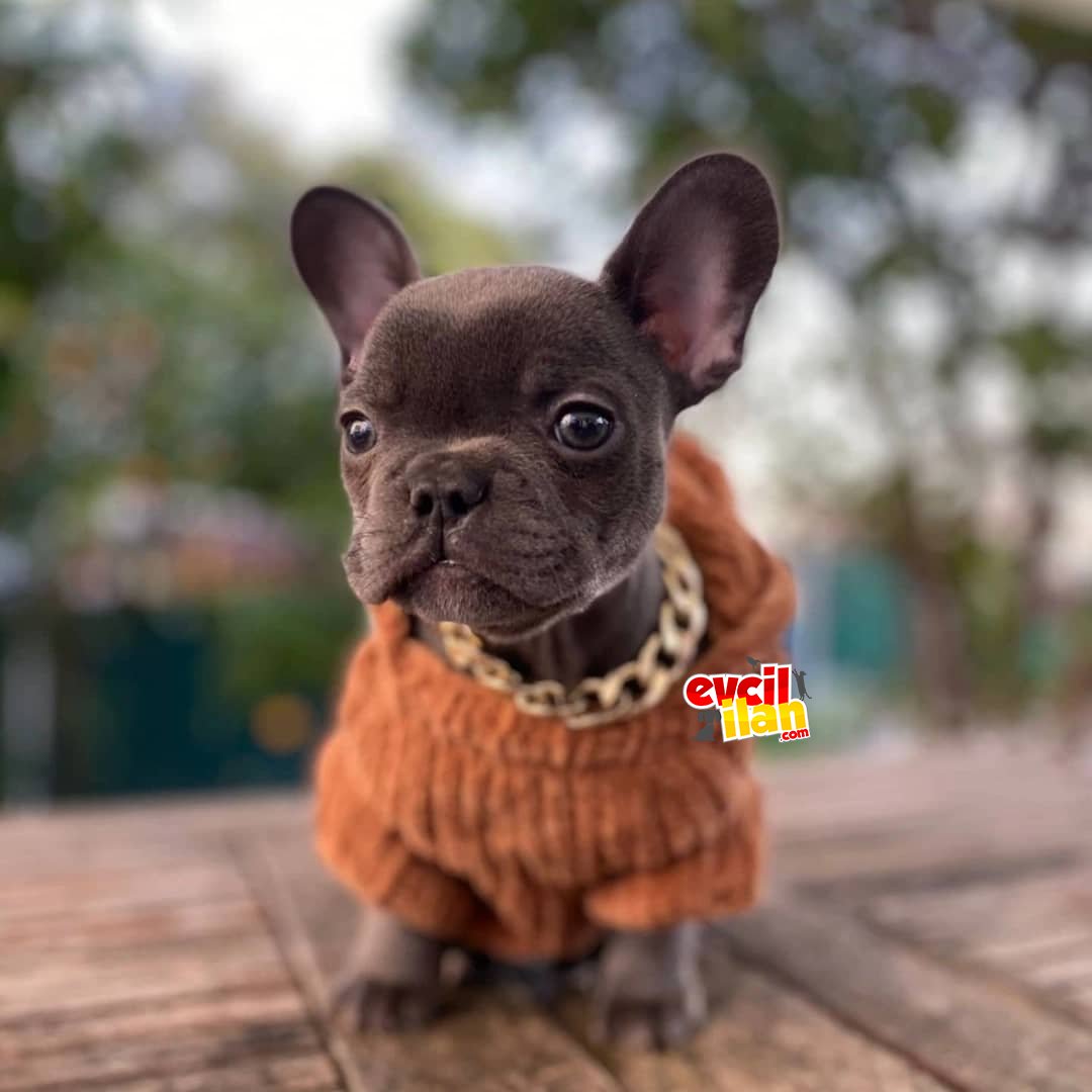 Irk ve sağlık garantili blue french bulldog yavrumuz