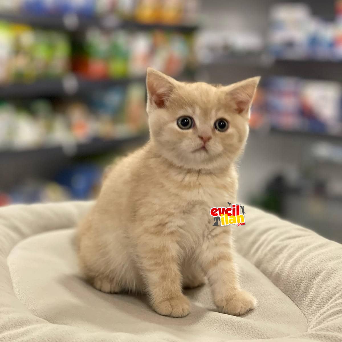 Irk ve sağlık garantili british shorthair yavrumuz 