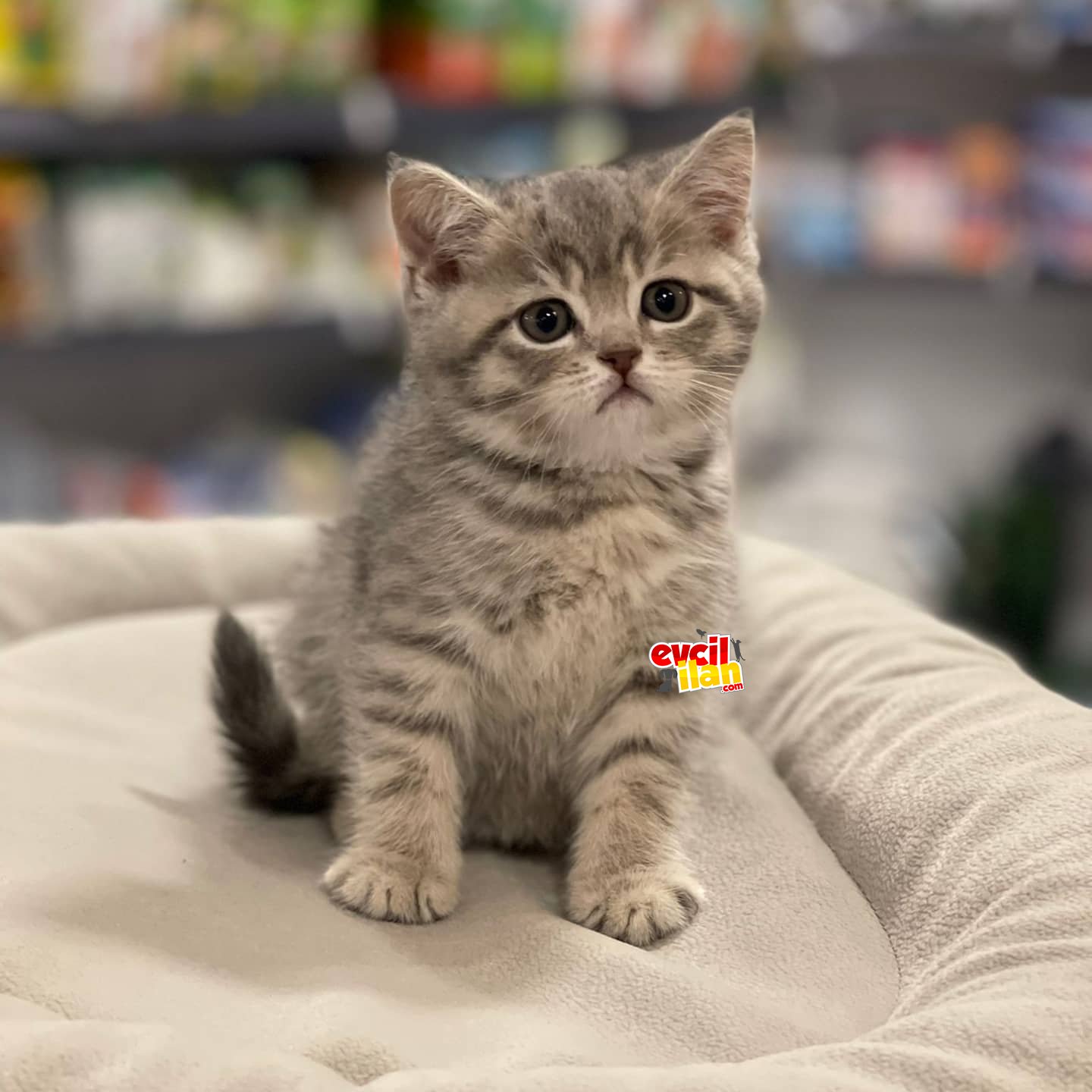 Irk ve sağlık garantili british shorthair 