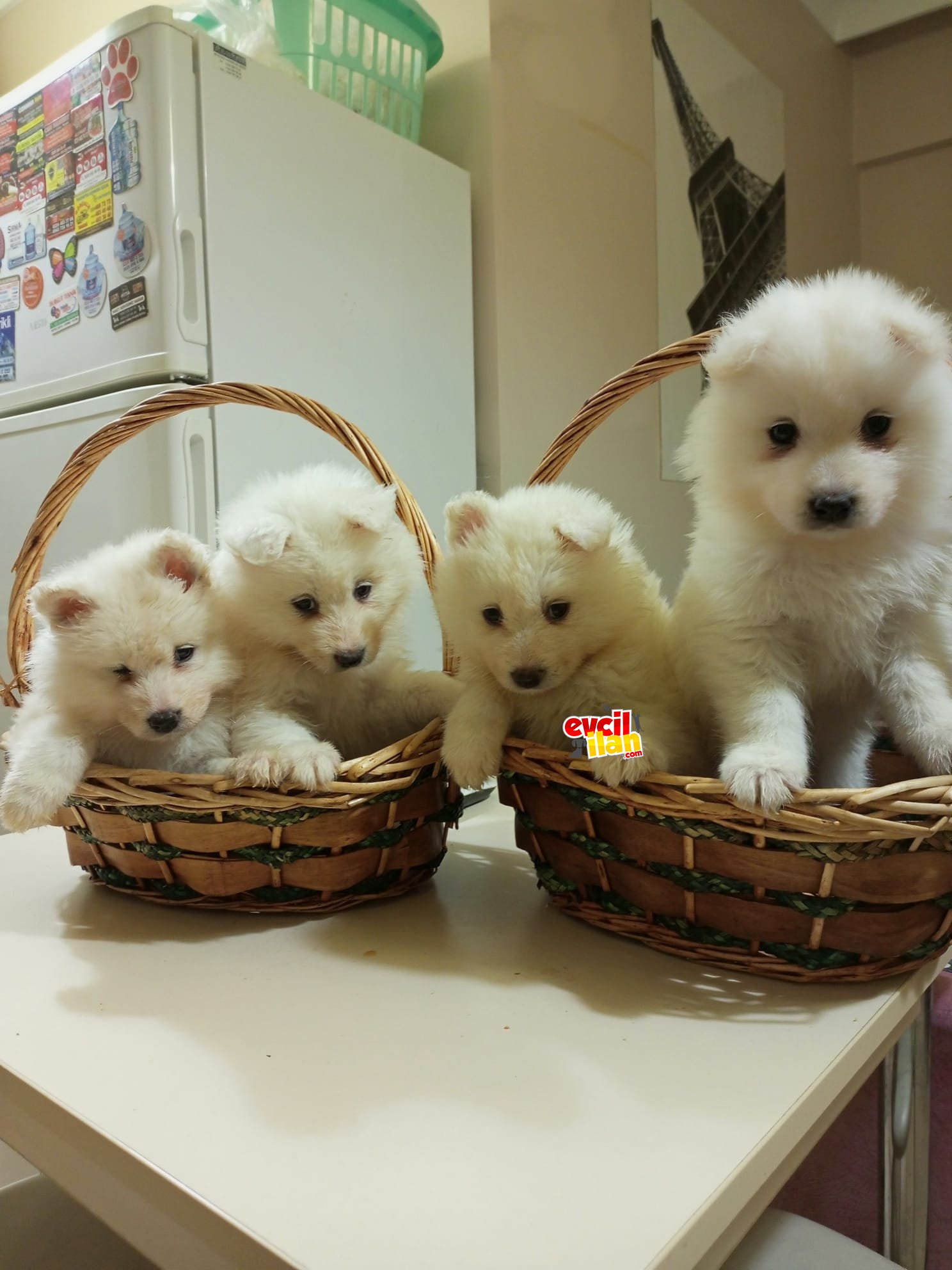 IRK VE SAĞLIK GARANTİLİ MÜKEMMEL SAMOYED YAVRULARIMIZ 