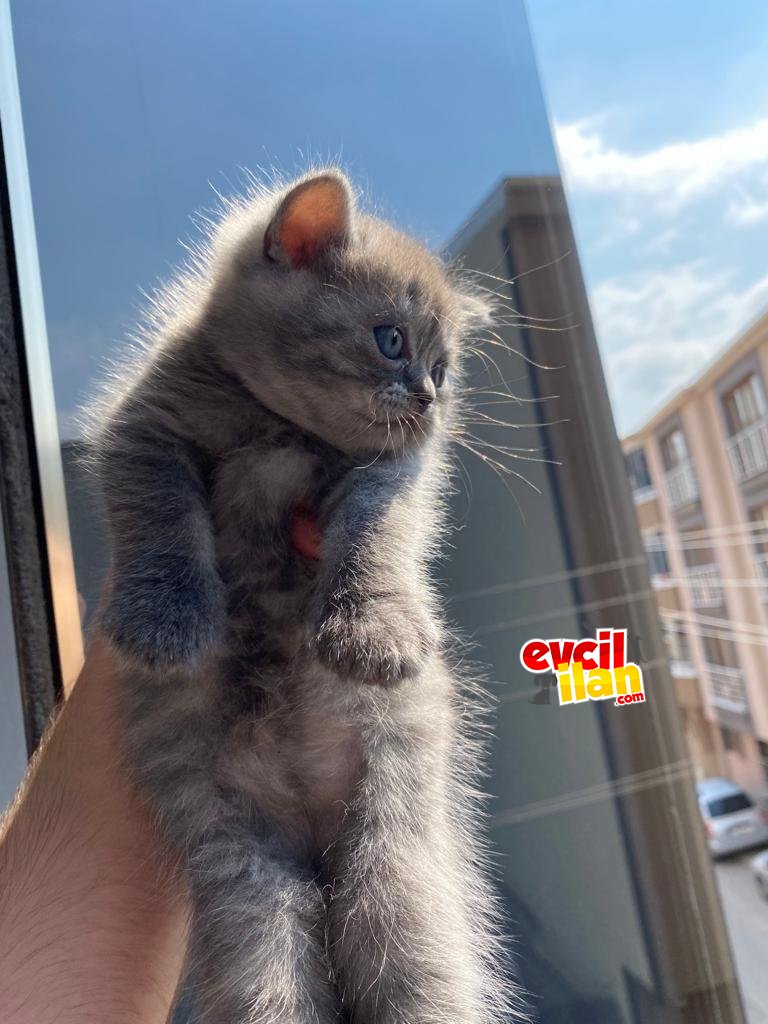 IRK VE SAĞLIK GARANTİLİ SİLVERPOİNT VE BİCOLOR YAVRULAR