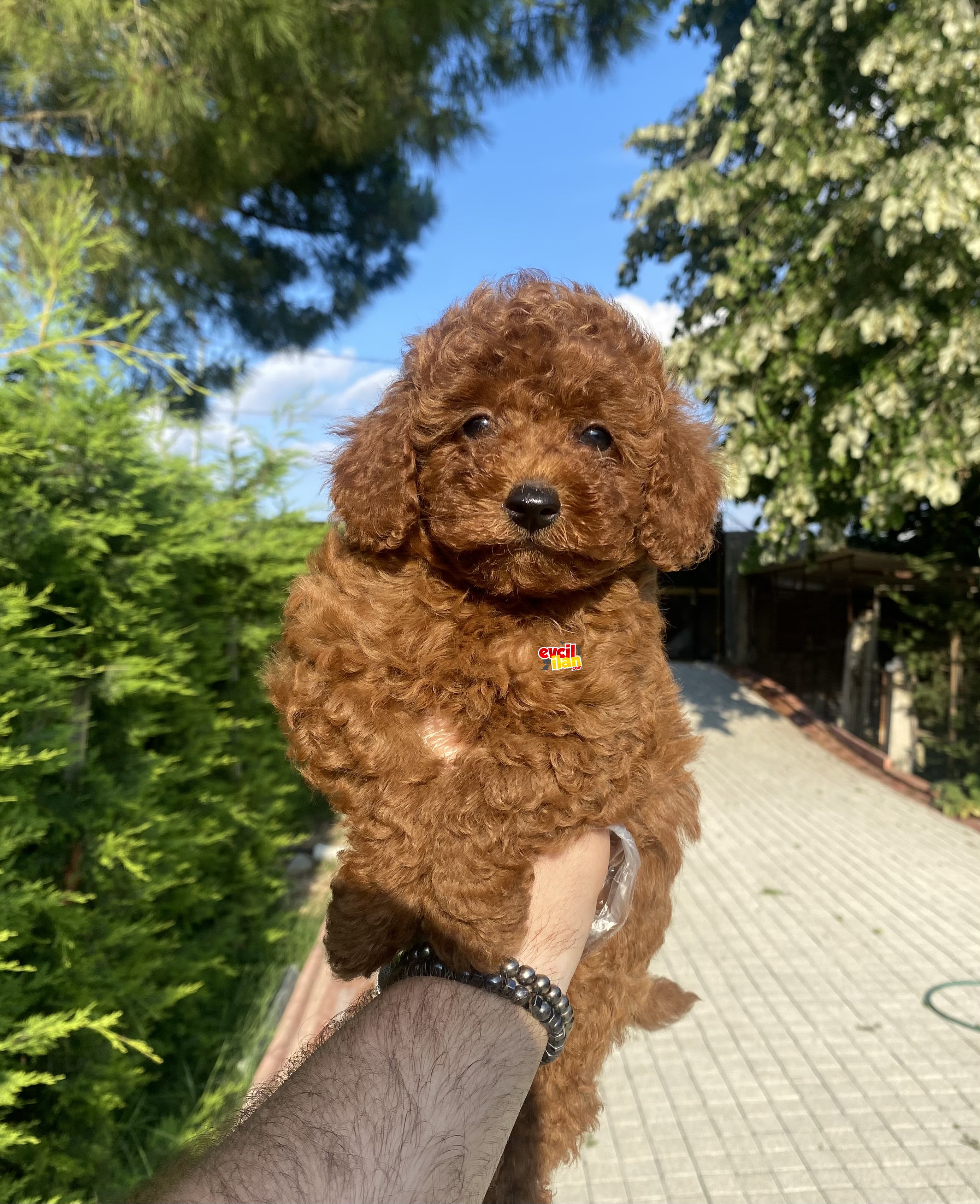 IRK VE SAĞLIK GARANTİLİ TOY POODLE BEBEKLER 