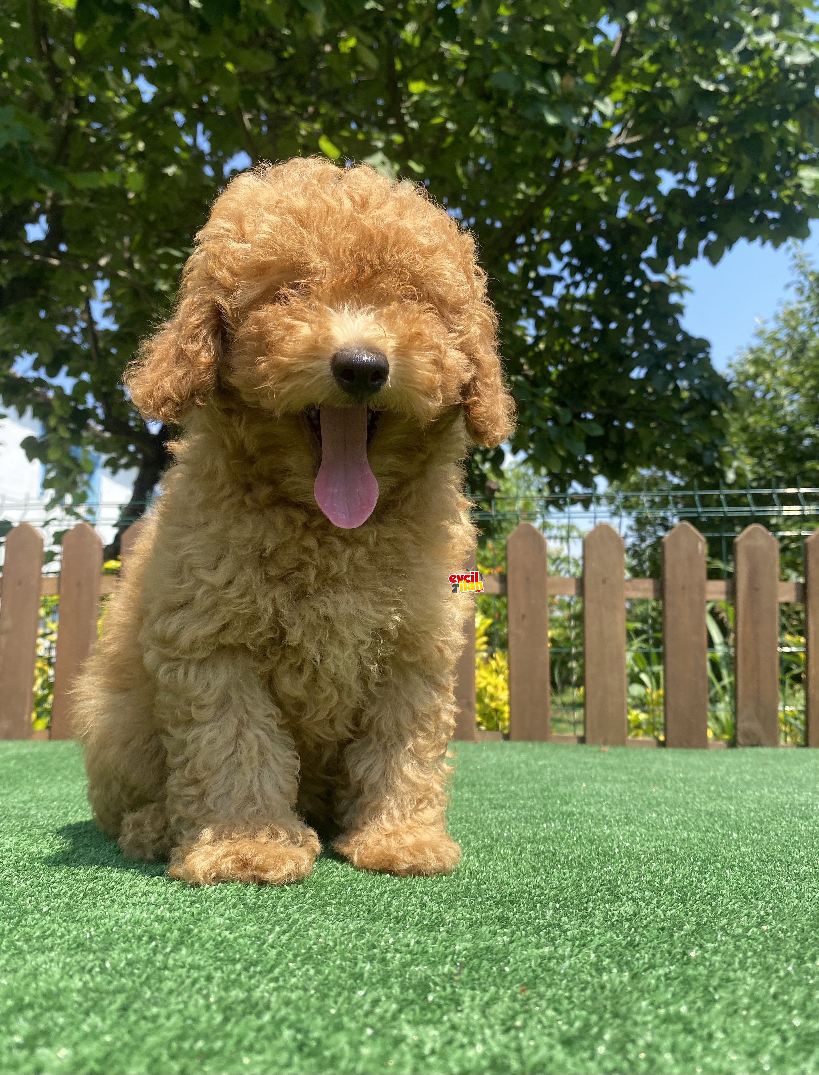 IRK VE SAĞLIK GARANTİLİ TOY POODLE BEBEKLER 