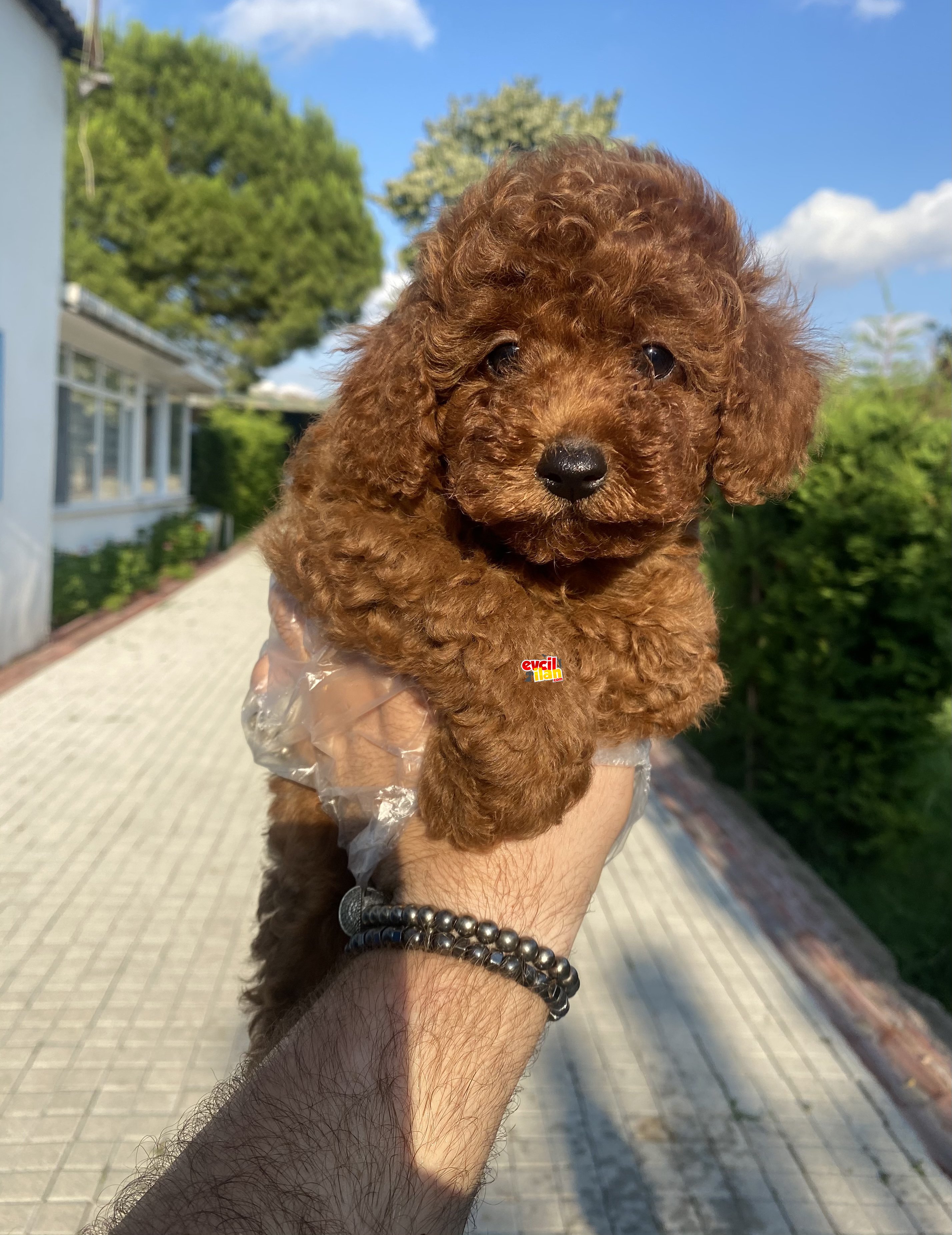 IRK VE SAĞLIK GARANTİLİ TOY POODLE BEBEKLER 