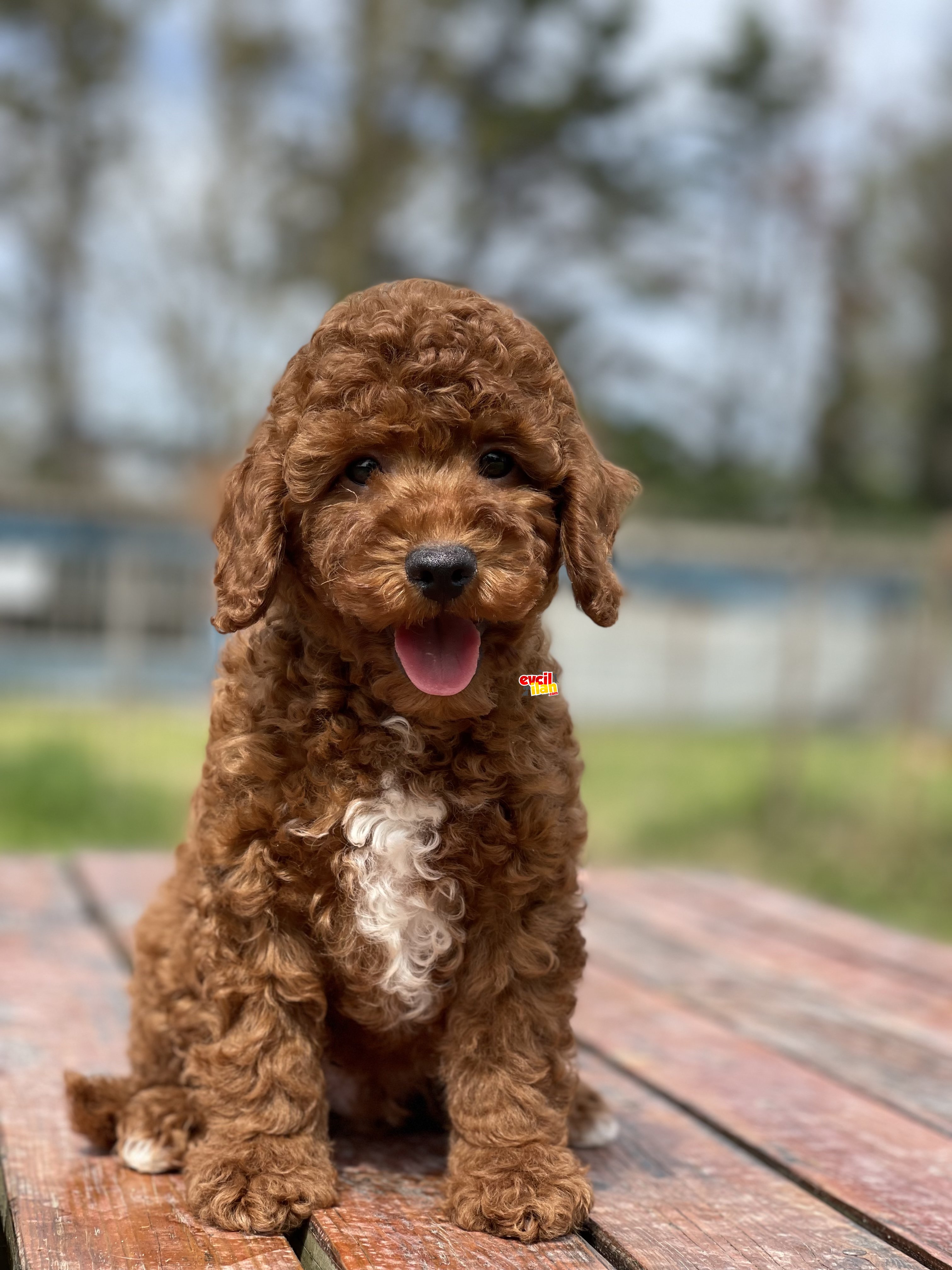 Irk ve Saglik Garantili Toy Poodle Bebekler