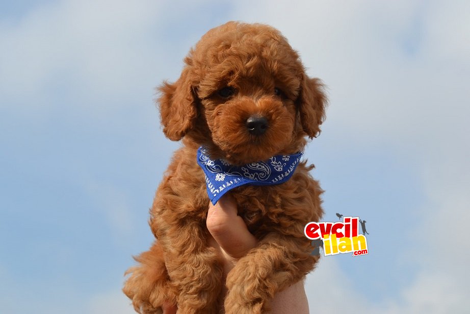 IRK VE SAĞLIK GARANTİLİ TOY POODLE YAVRULARIMIZ