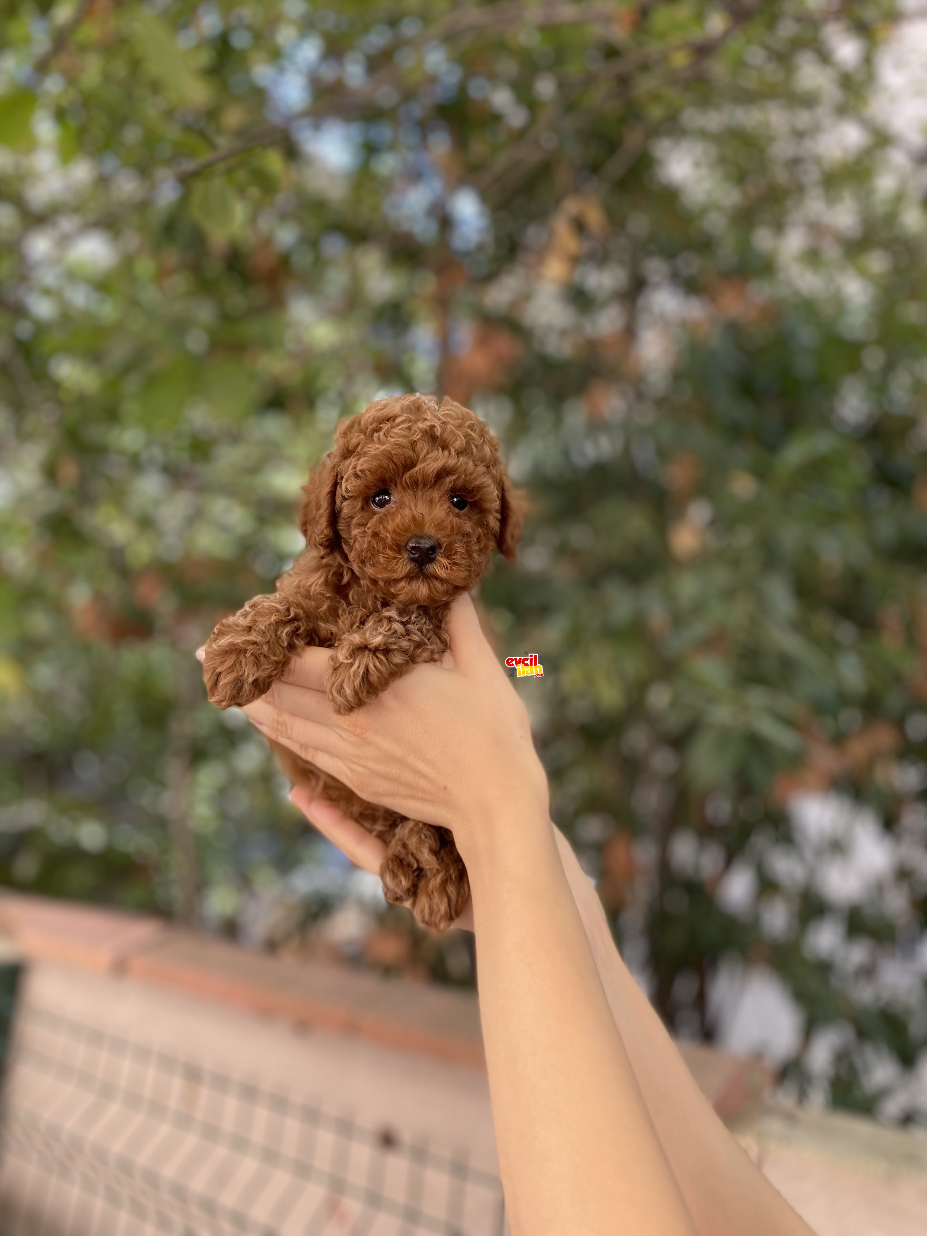 Irk ve Sağlık Garantili Toy Poodle