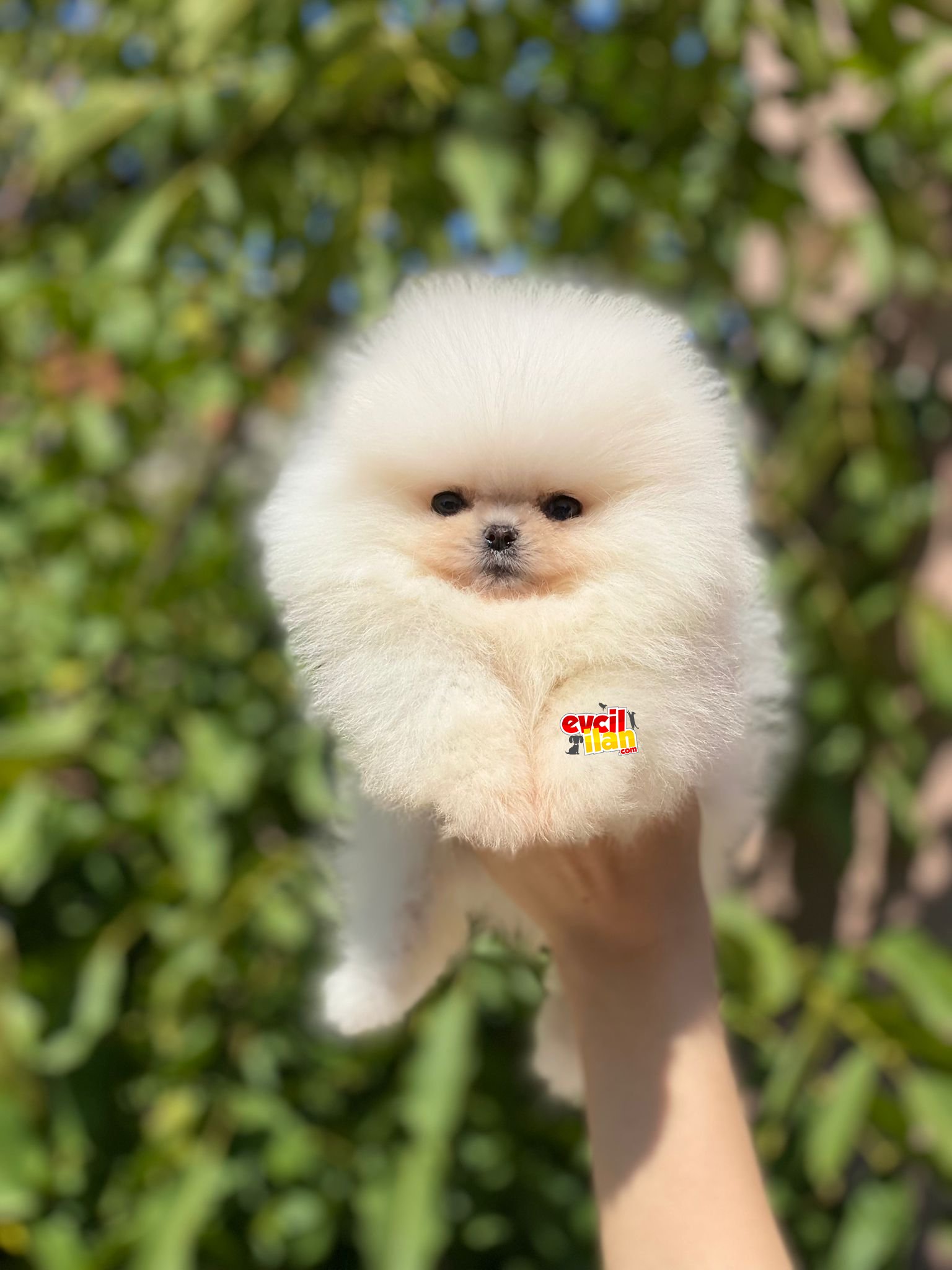 Irkının Güzeli Pomeranian Boo Yavrumuz 