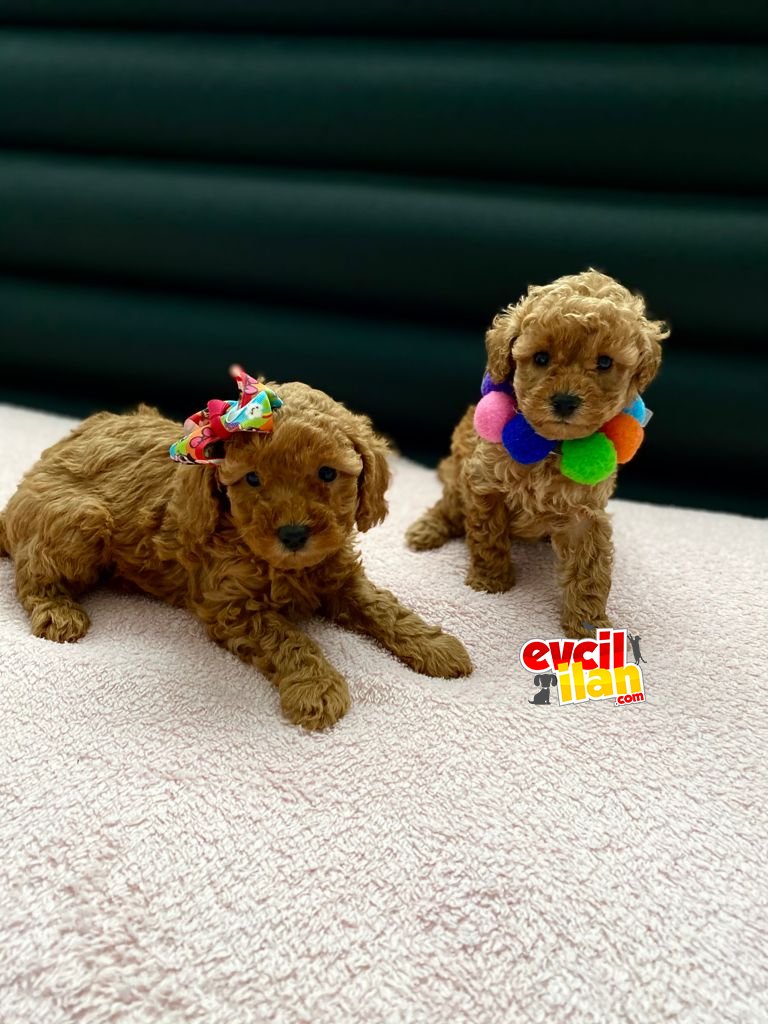 IRK&SAĞLIK GARANTİLİ TOY POODLE YAVRULAR