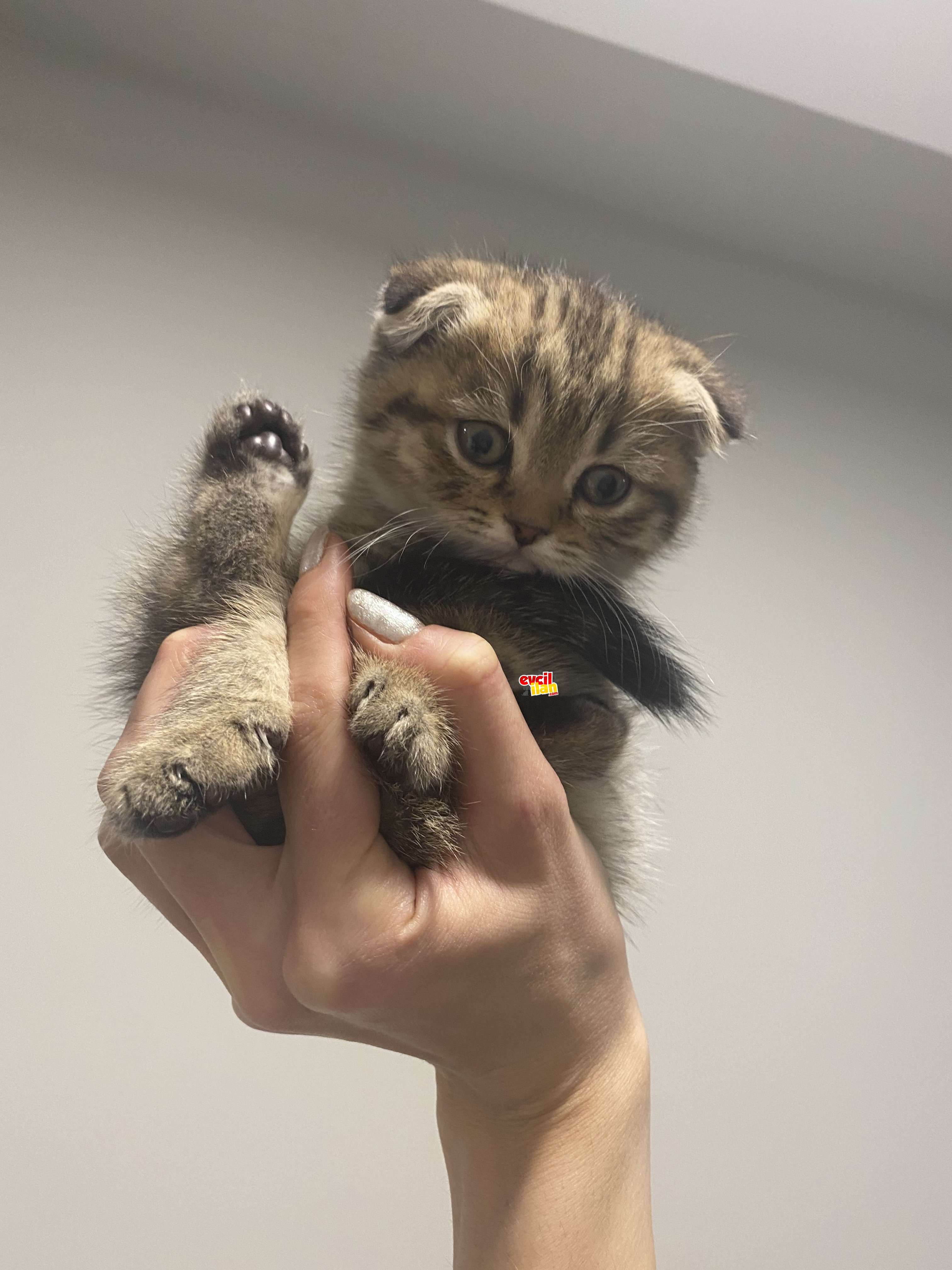 İstanbul Sahiplendirme