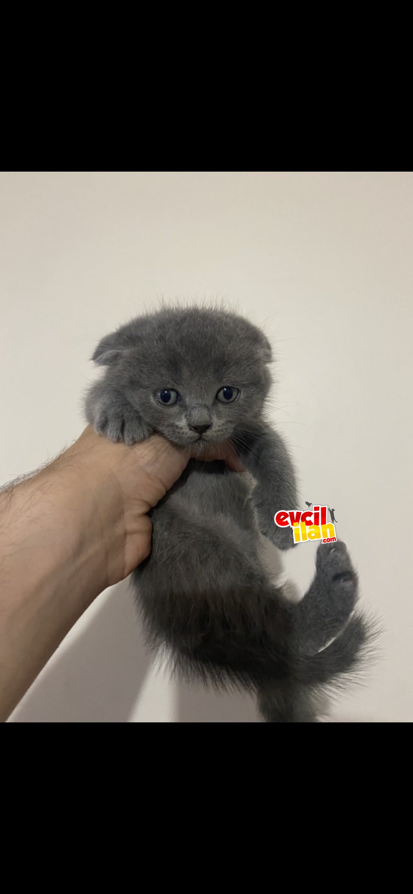 İstanbul Scottish Fold