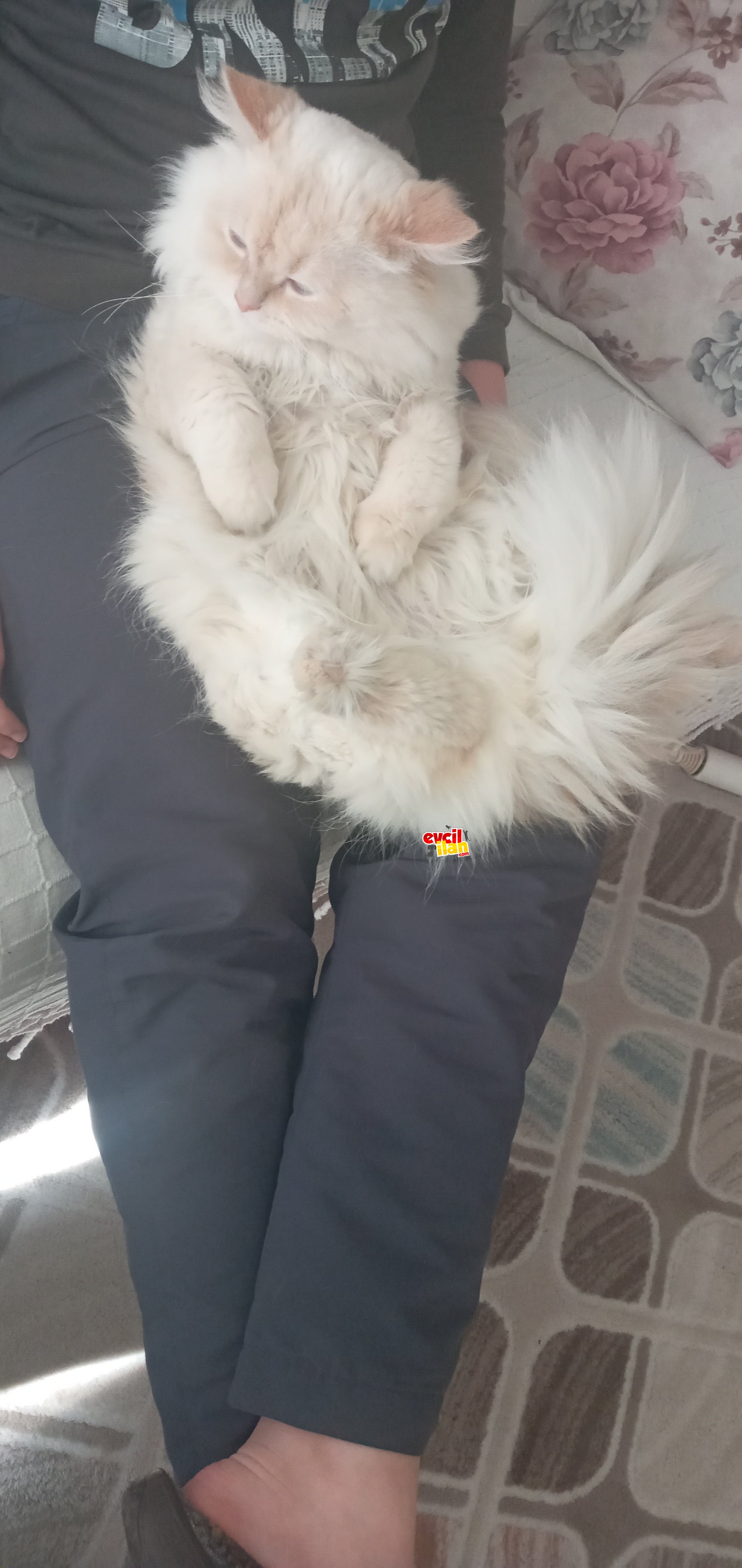 İyi bir aile lütfen. 