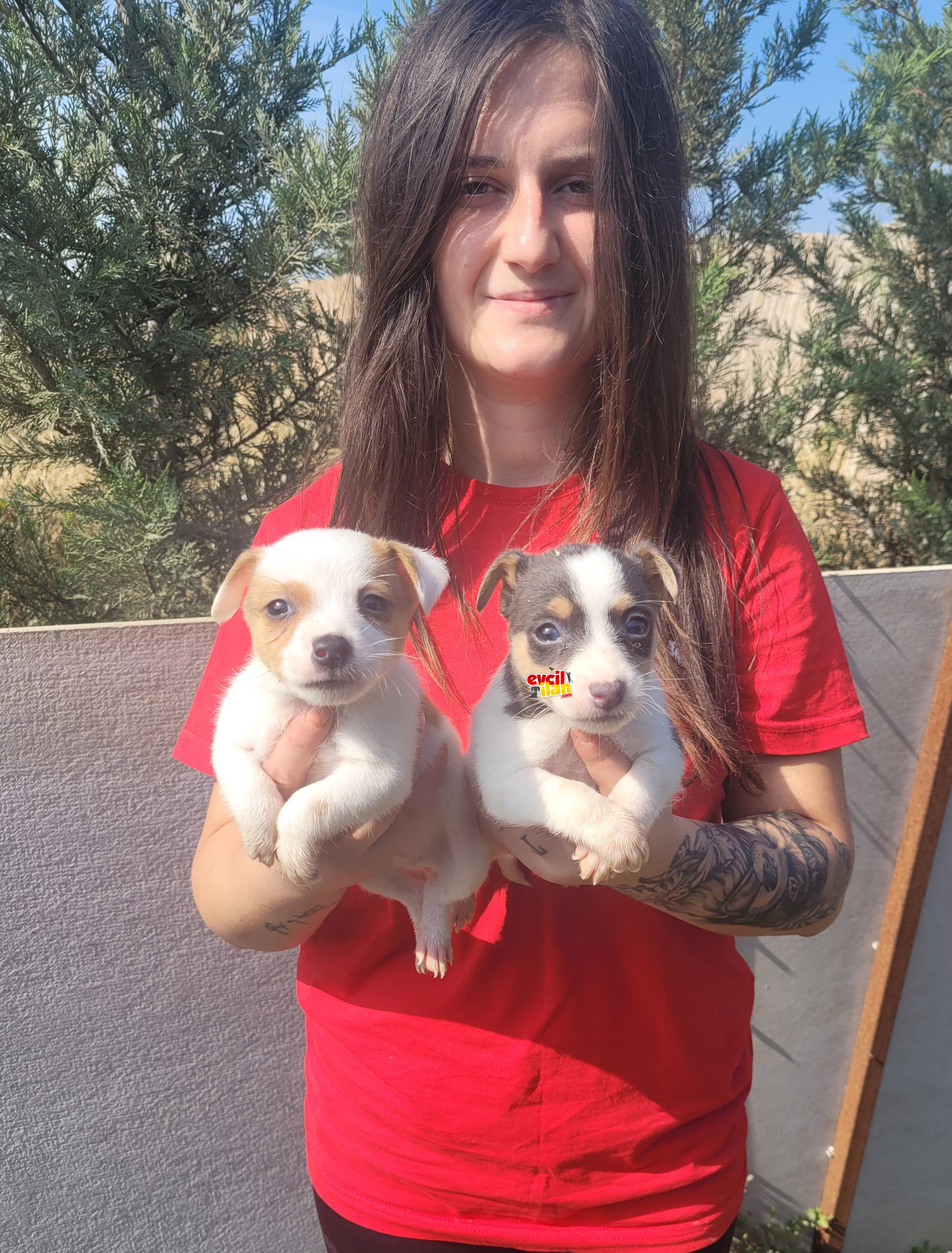 Jack Russel Üst Kalite Yavru (Bursa Köpek Okulu)