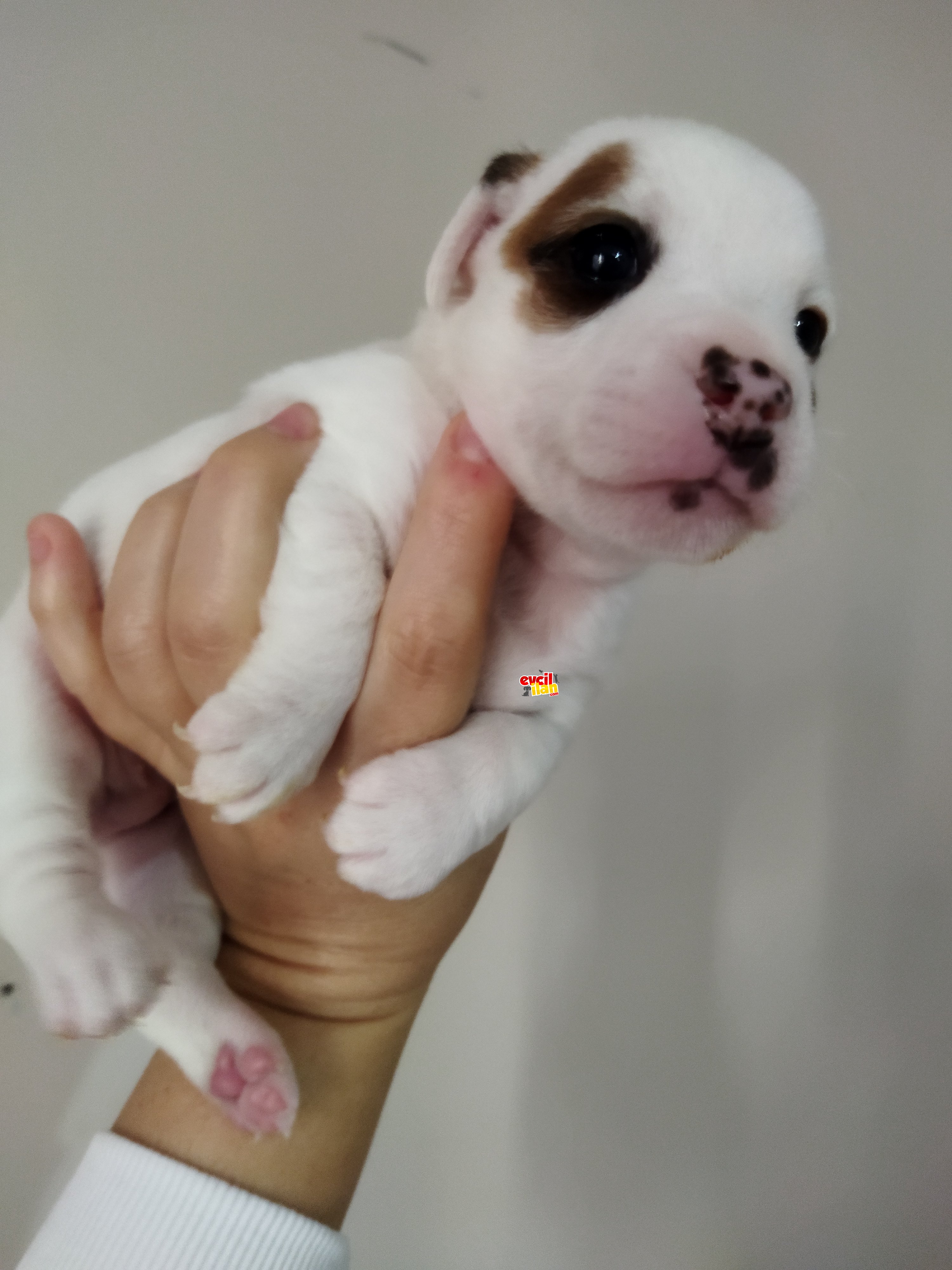 Jack russel yavrulari