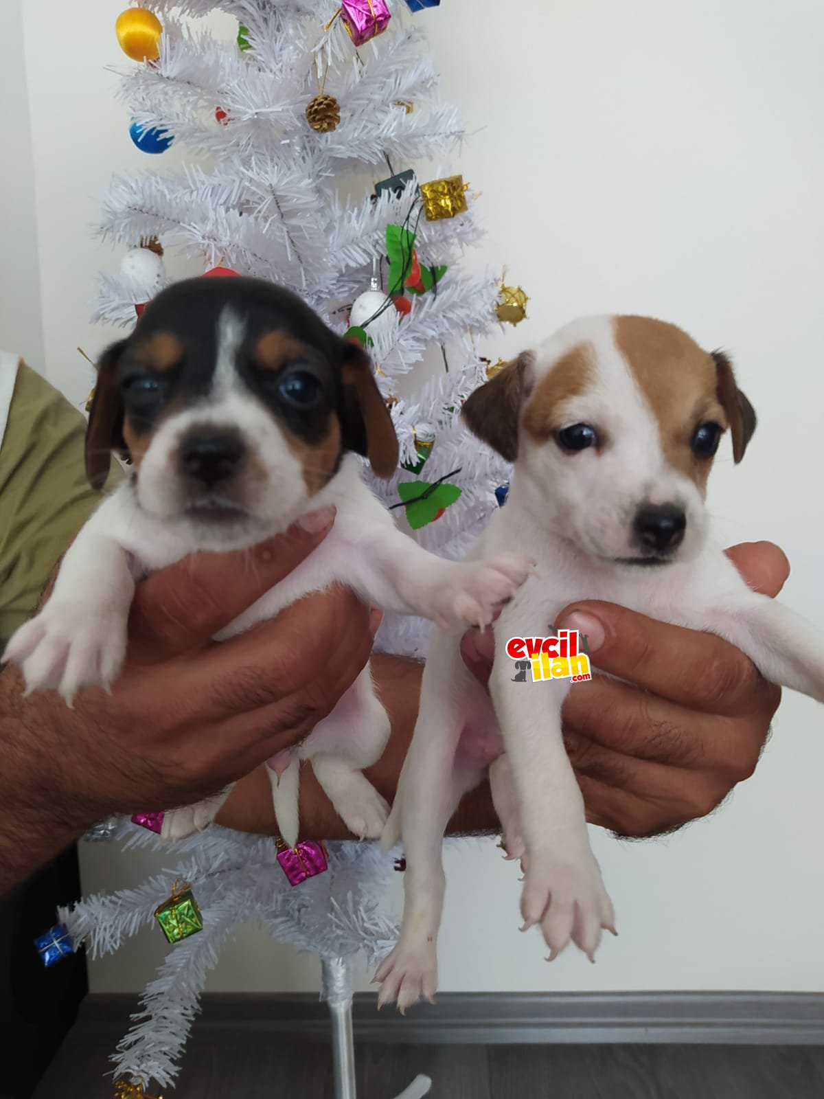 Jack russell yavrularımız 