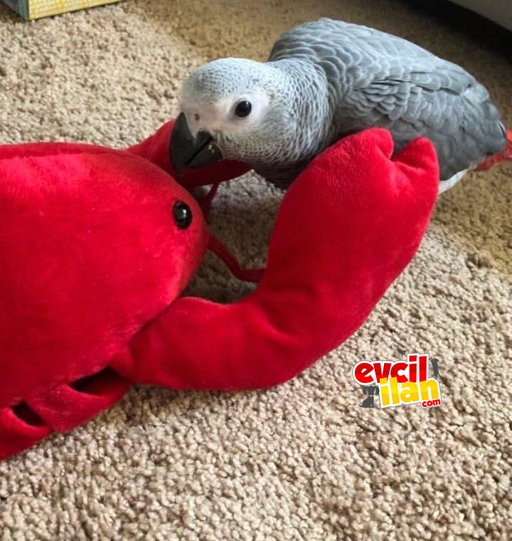 Jako 6 aylık yavru papağan erkek