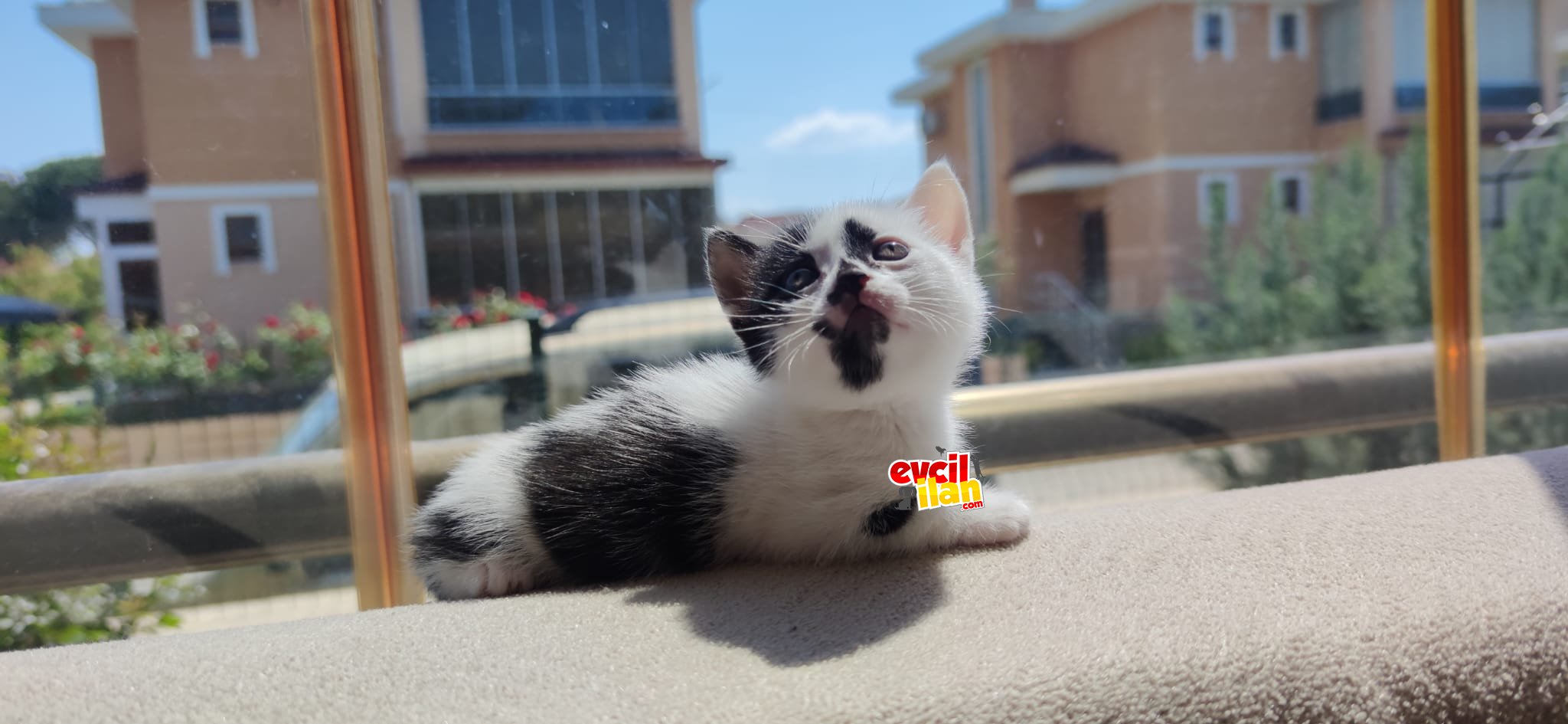 KADIKÖY ANNEDEN KESİLMİŞ YAVRU KEDİLER