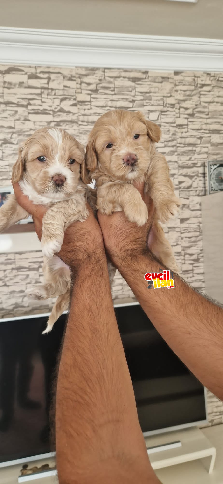 Kahve beyaz safkan Maltipoo yavrular 