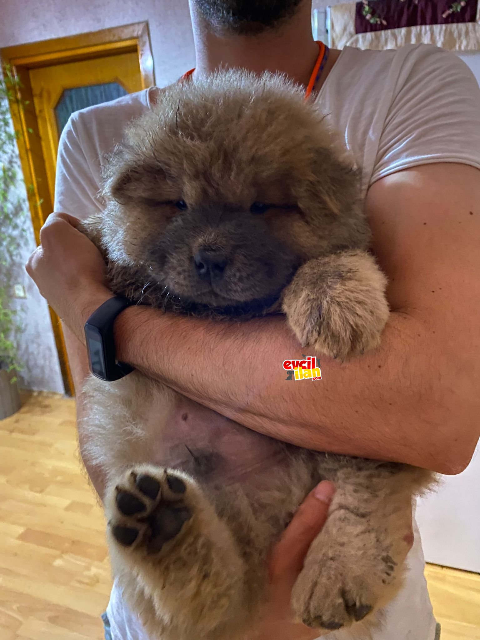 KAHVERENGİ CHOW CHOW YAVRULAR 