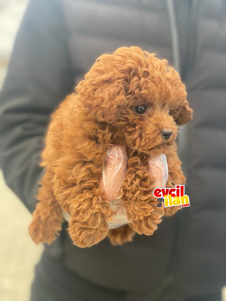 KALİTELİ POODLE BEBEKLERİMİZ