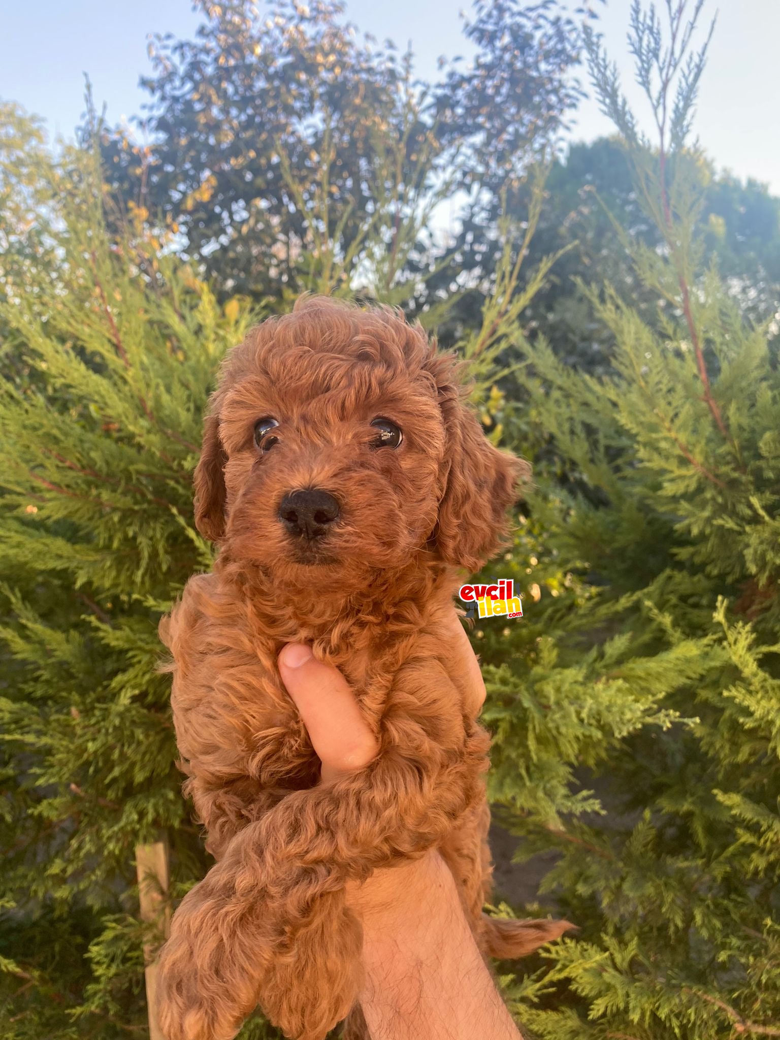 KALİTELİ POODLE BEBEKLERİMİZ