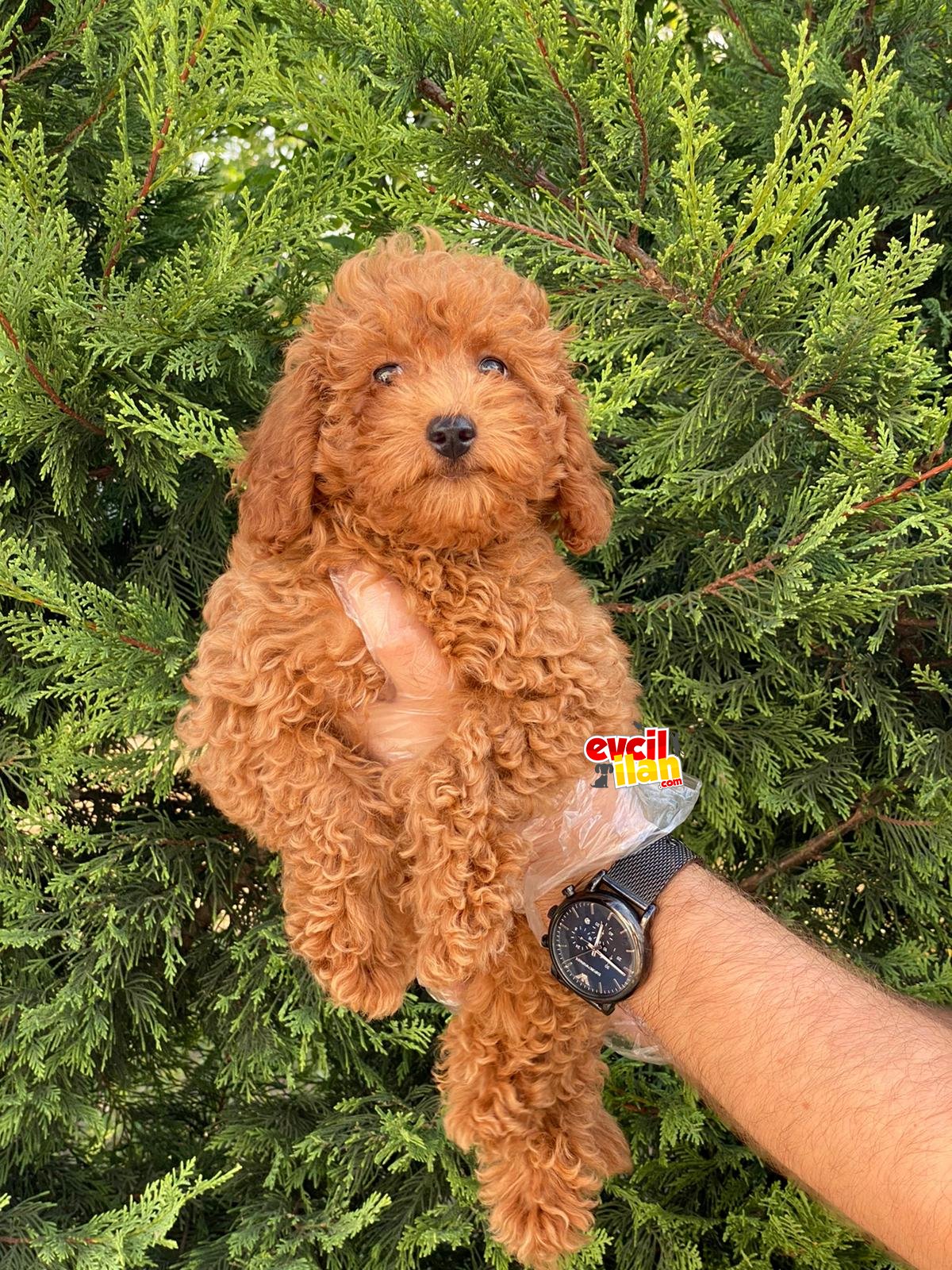 KALİTELİ POODLE BEBEKLERİMİZ