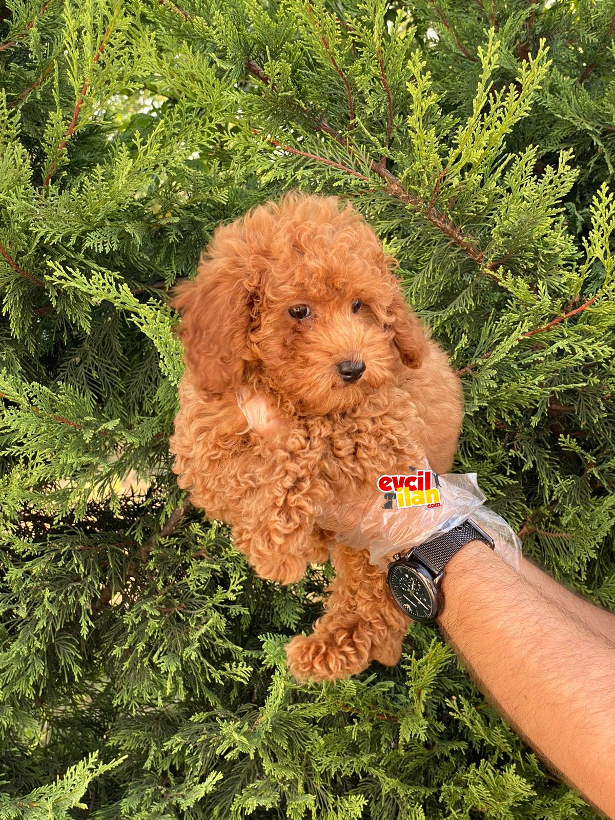 KALİTELİ POODLE BEBEKLERİMİZ