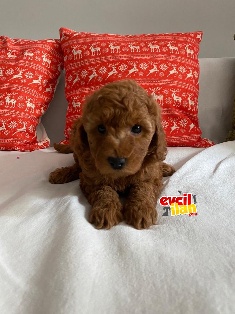 KALİTELİ POODLE BEBEKLERİMİZ