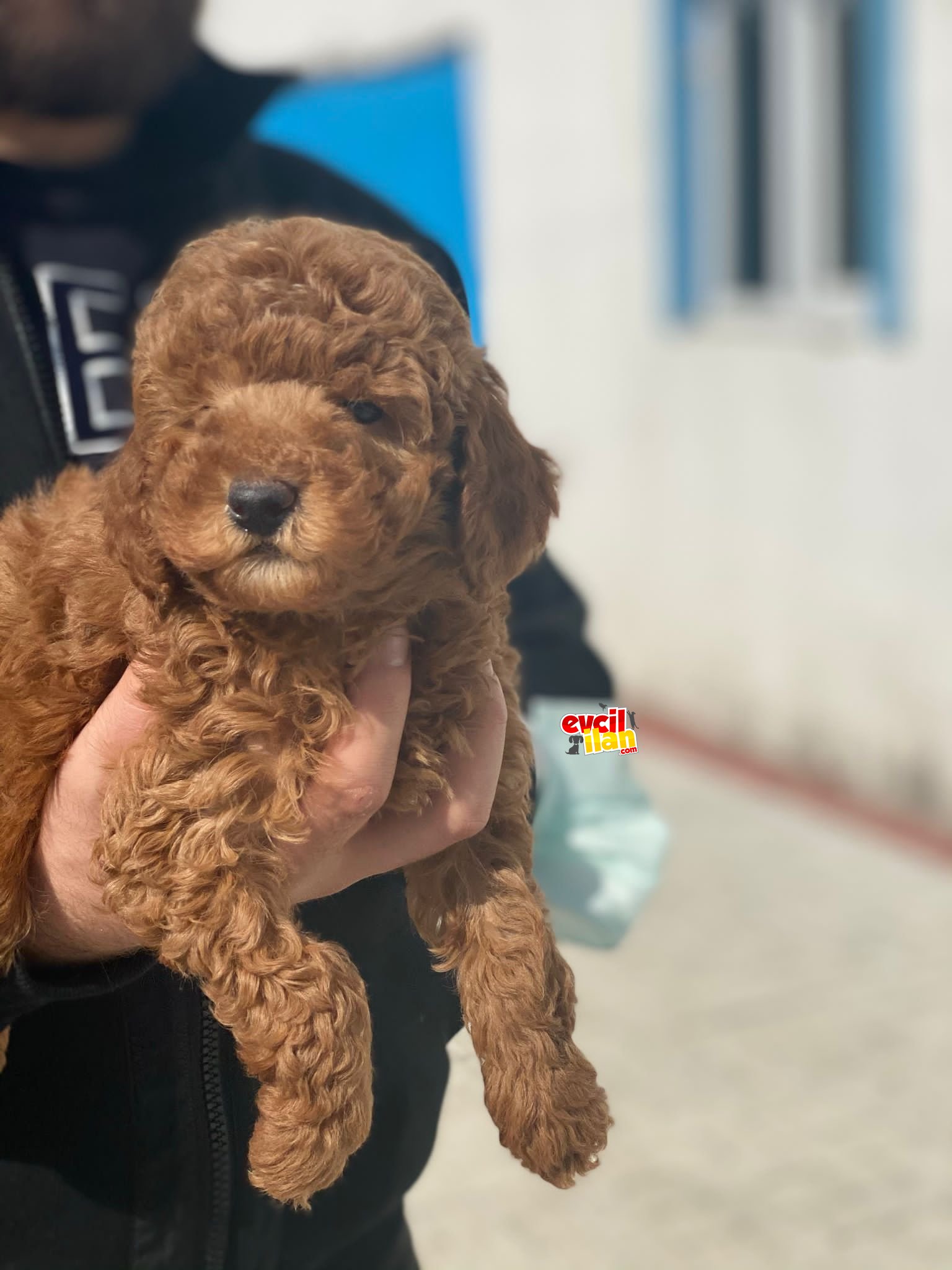 KALİTELİ POODLE BEBEKLERİMİZ