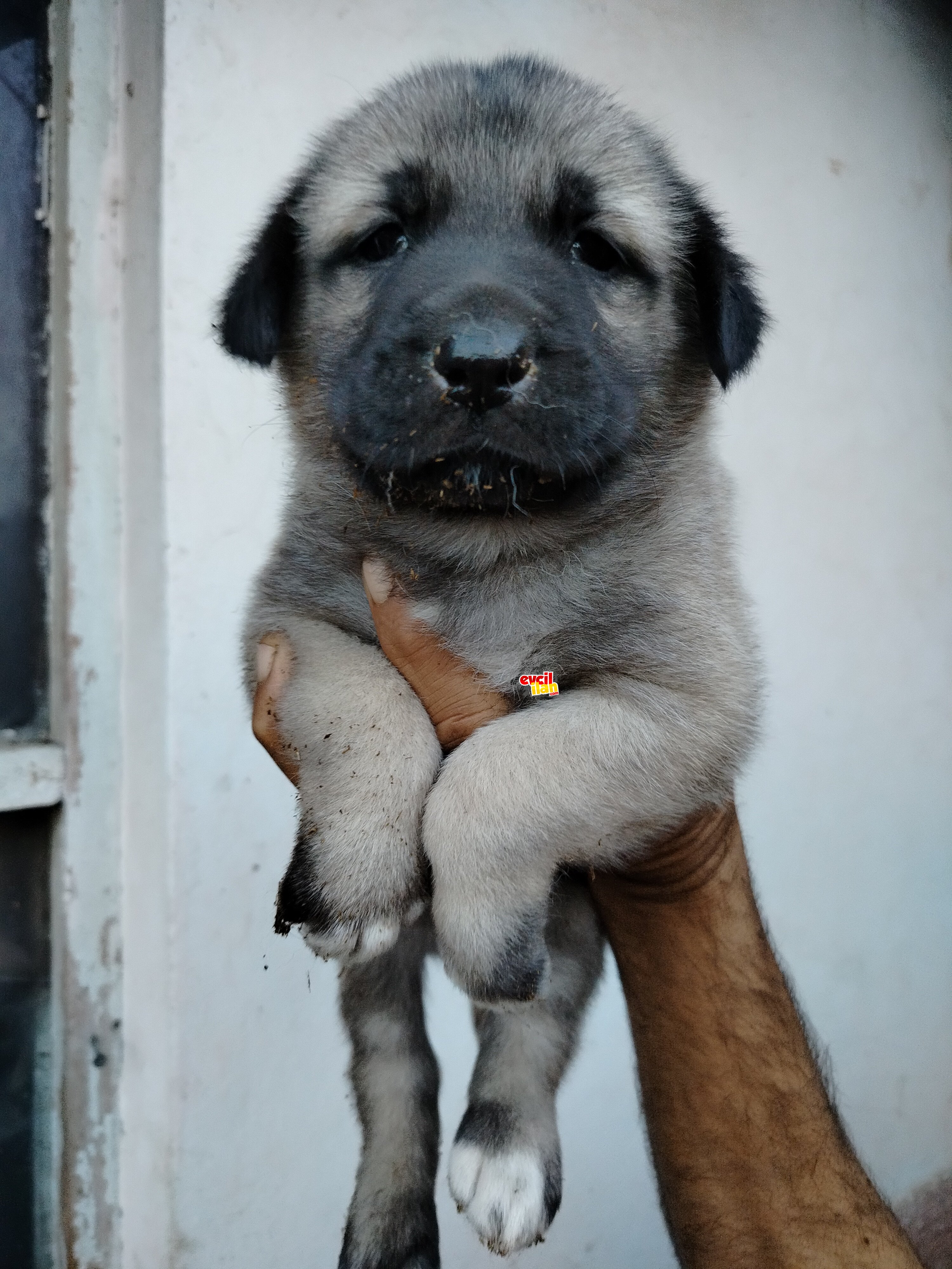 Kangal çoban köpegi yavruları 