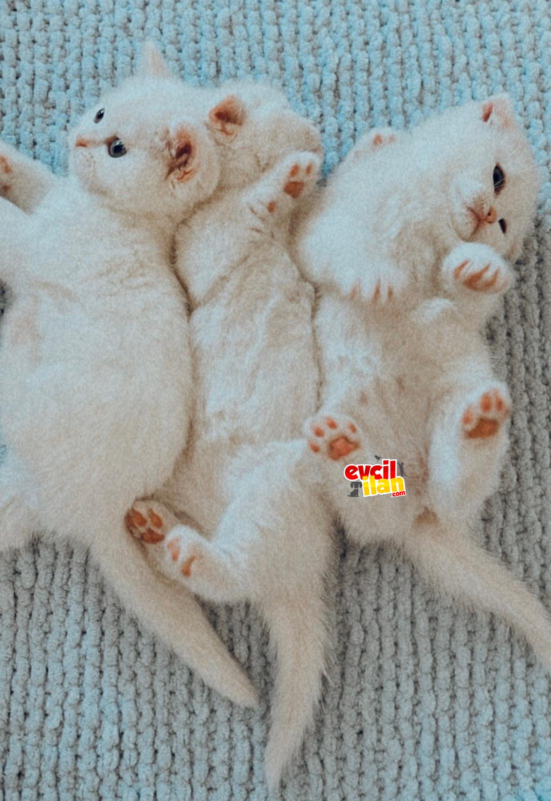 KAR BEYAZ KIZ KARDEŞLER