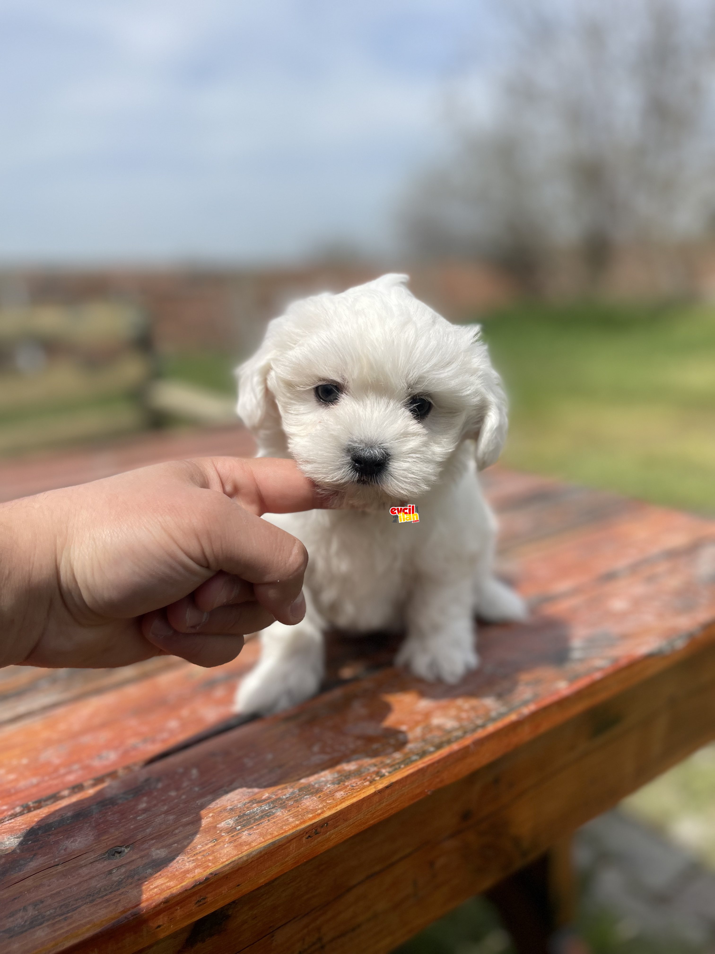 Kar Beyaz Kore Kan Maltese Bebekler