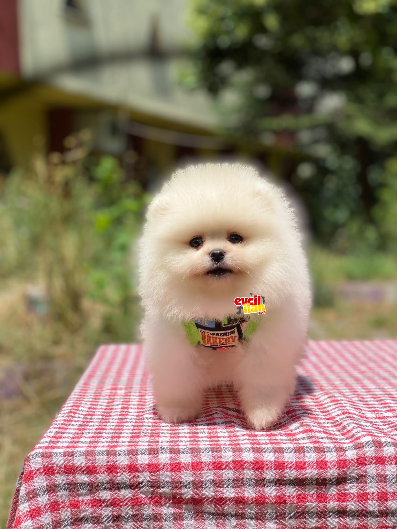 Kar Beyaz Mini Boy Pomeranian Boo Yavrumuz 