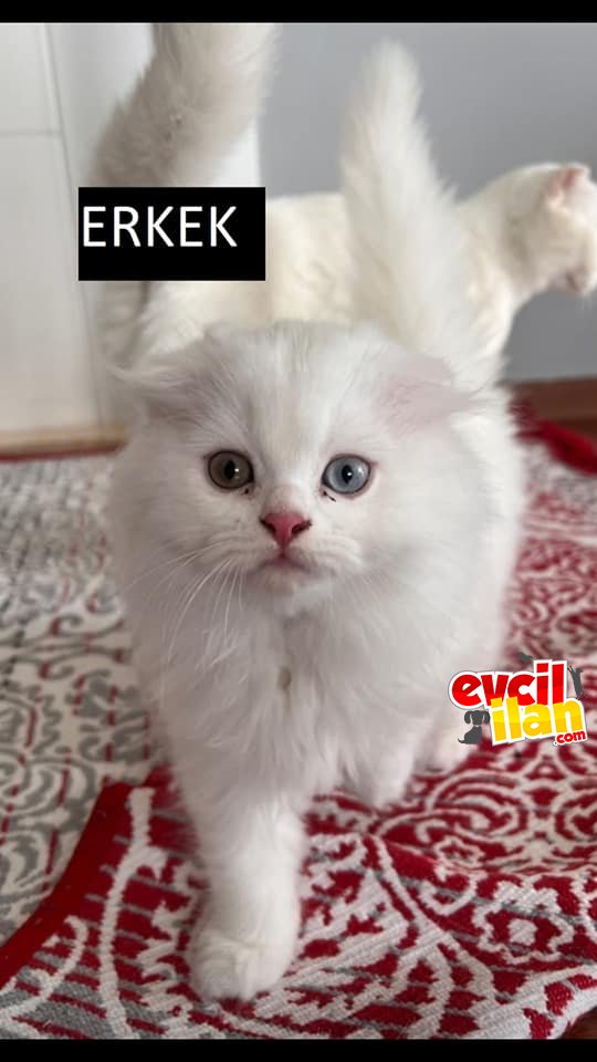 Kar beyaz Odd Eyes Scottish Fold Long hair Erkek yavru