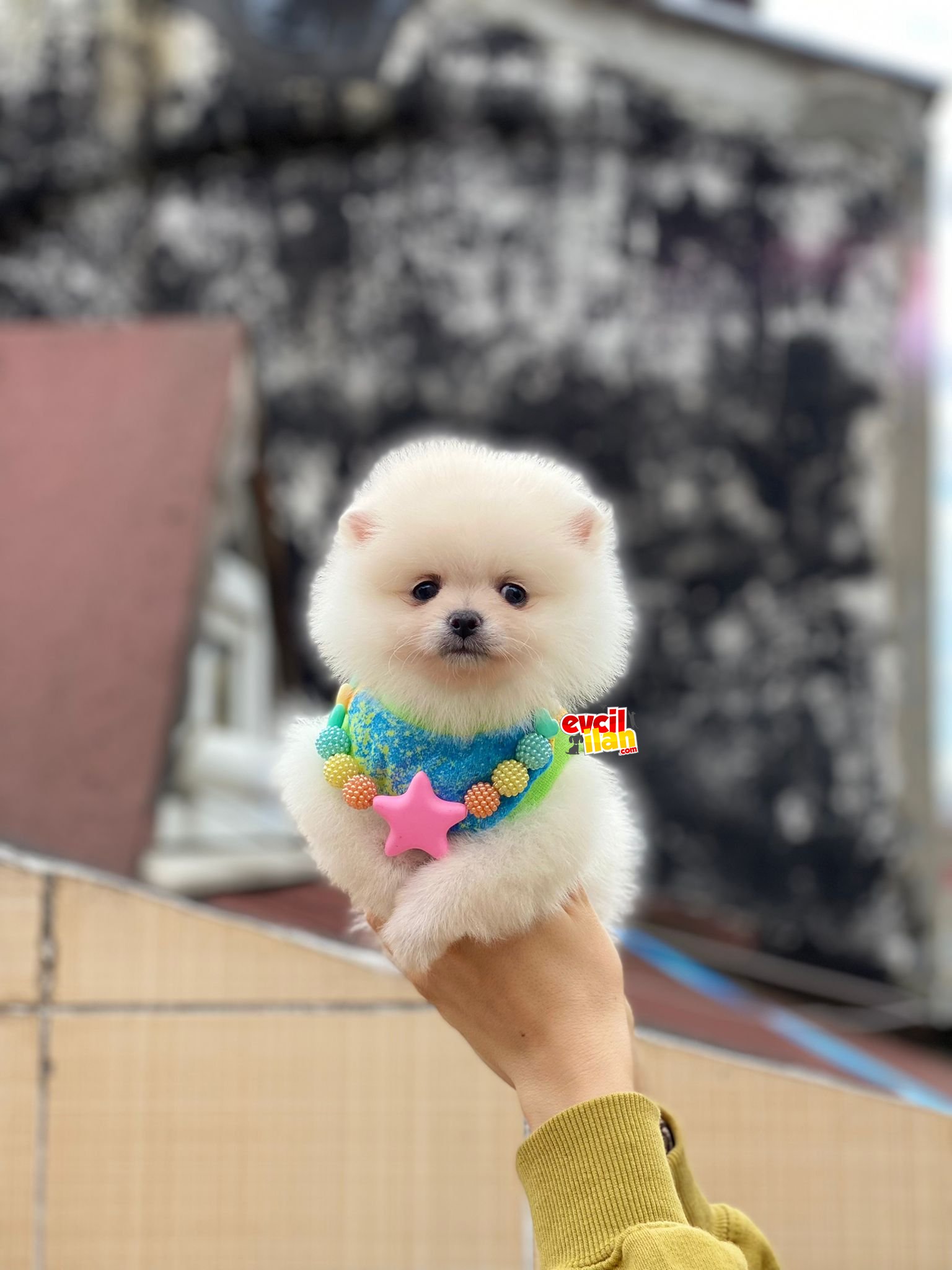 Kar Beyaz Orjinal Pomeranian Boo 