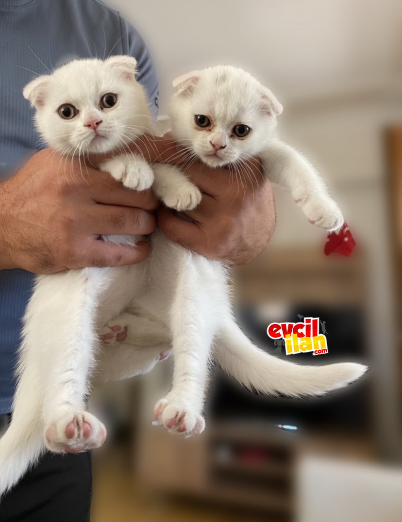 Kar Beyaz Scottish Fold 