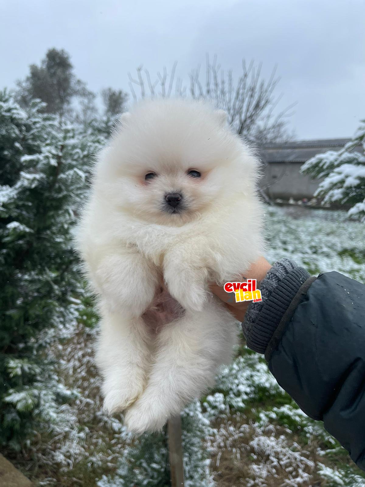 Kar Beyaz Teddy Face Pomeranian Boy Yavrularimiz